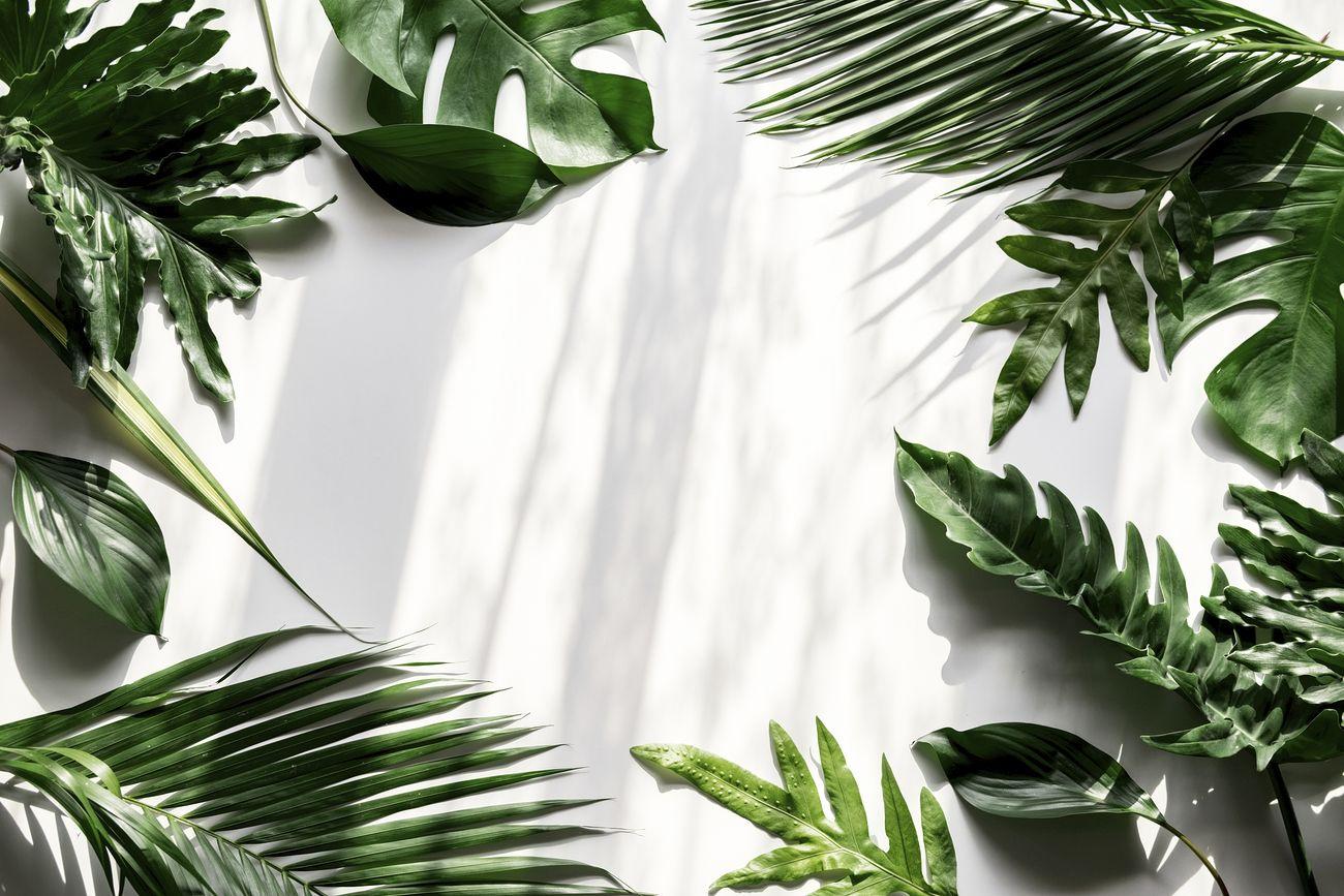 1300x867 Tropical green leaves on white