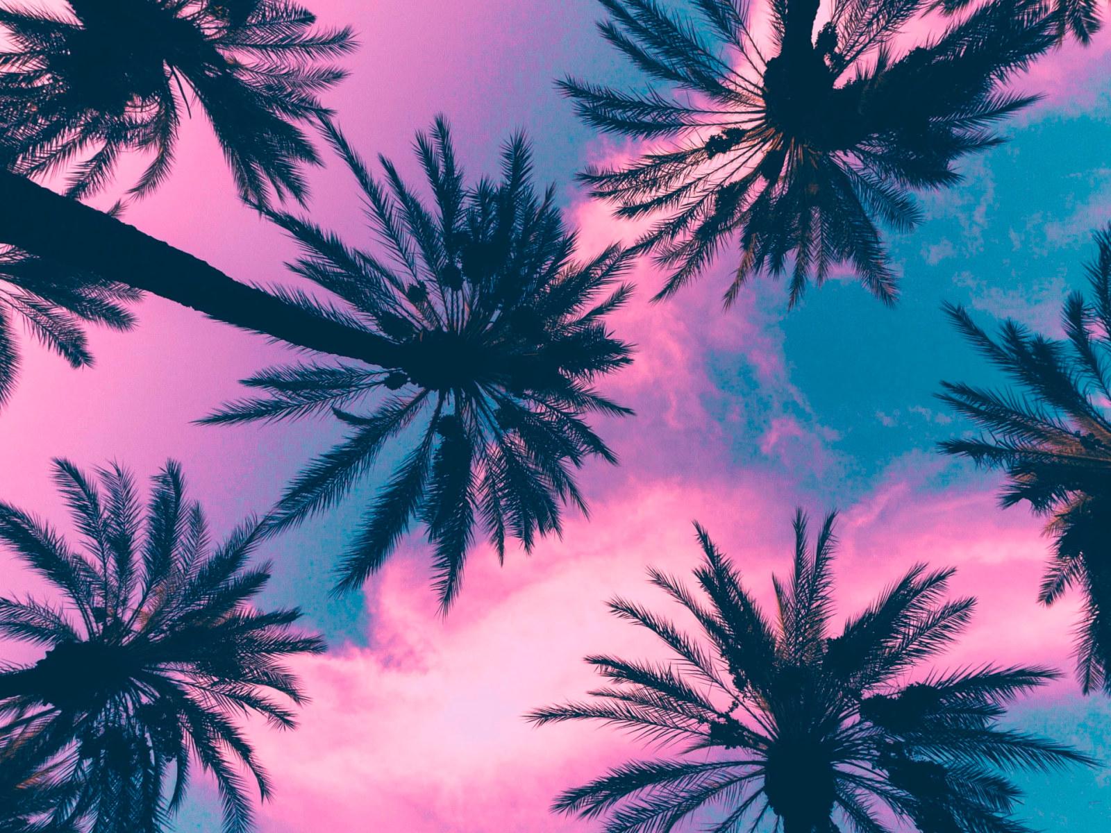 1600x1200 Coconut Plant, Palm Trees, Sky, Clouds, Pink, Tropical Climate Wallpaper • Wallpaper For You