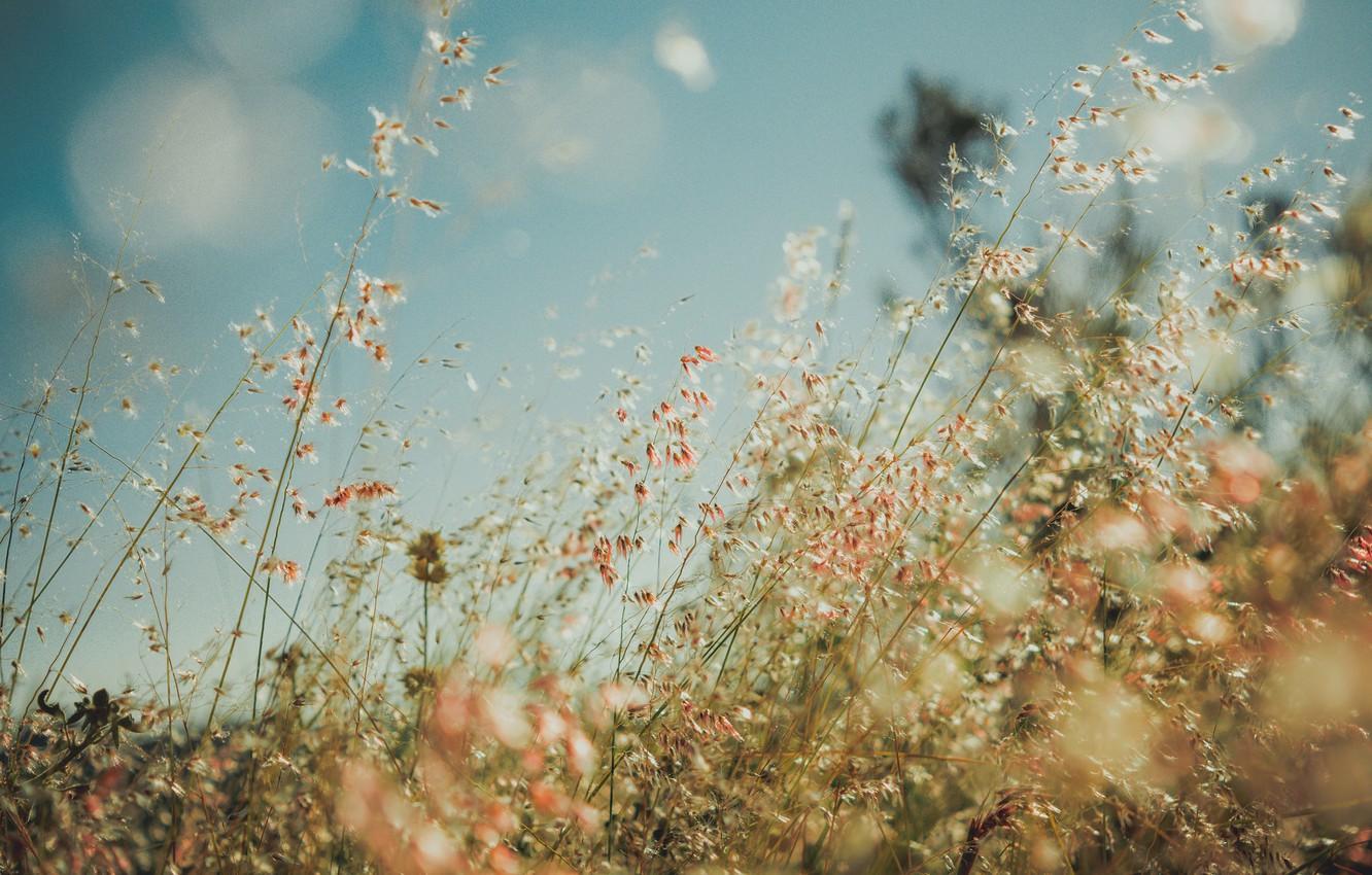 1332x850 Wallpaper grass, field, bokeh, countryside, sunny, stalks image for desktop, section праздники