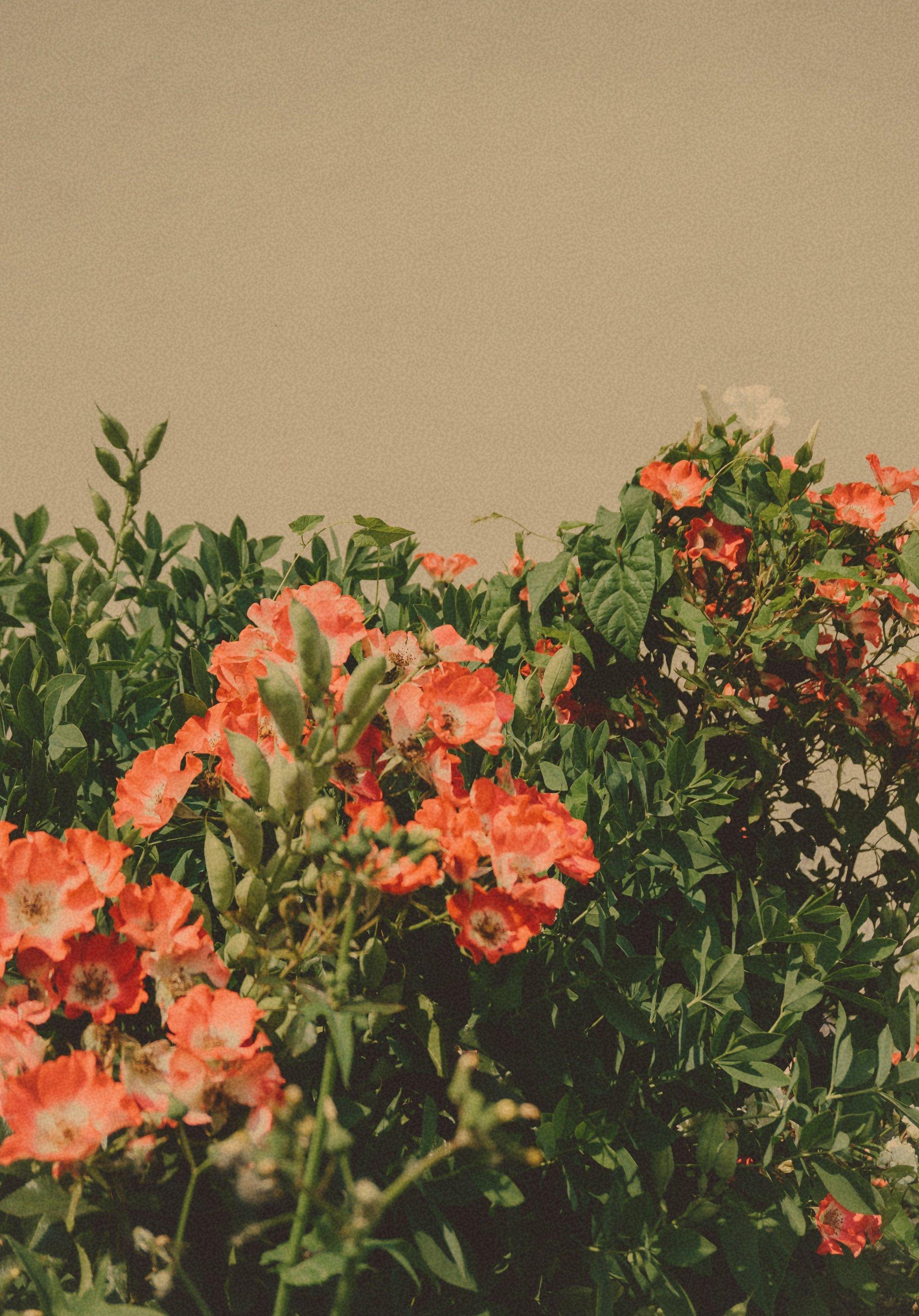 1997x2860 Tips For Taking Aesthetic Photo