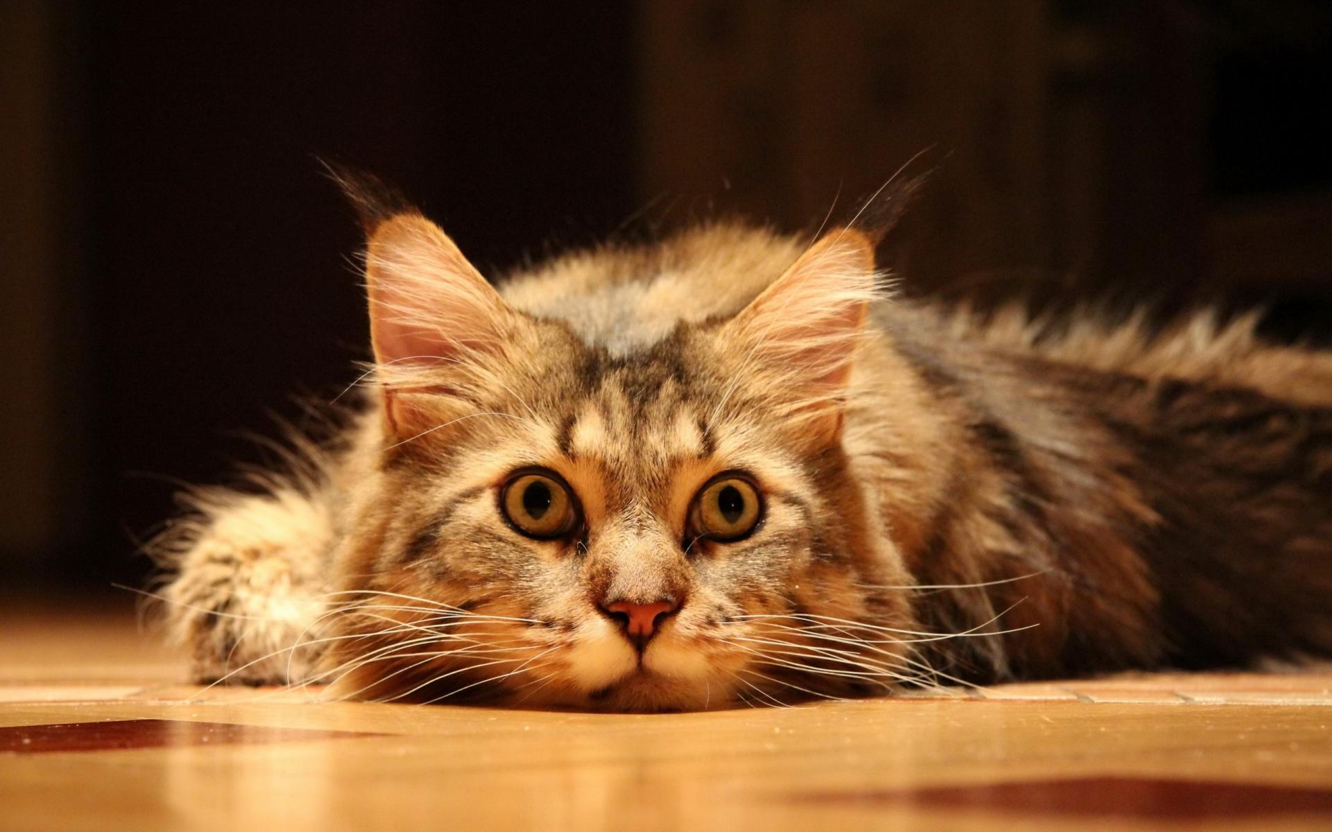 1920x1200 Cute and Funny Wallpaper