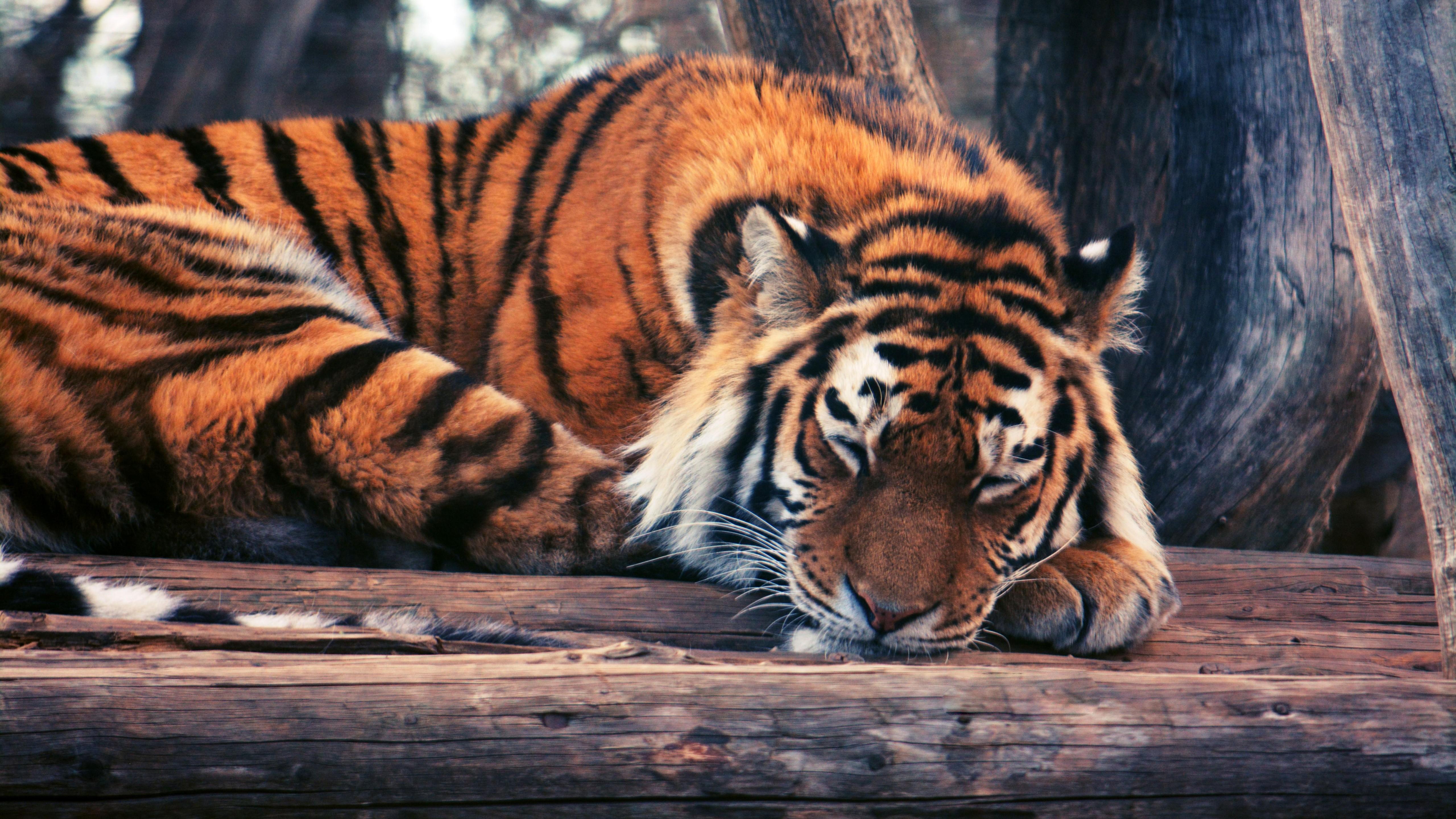 5120x2880 Wallpaper Tiger, cute animals, funny, Animals