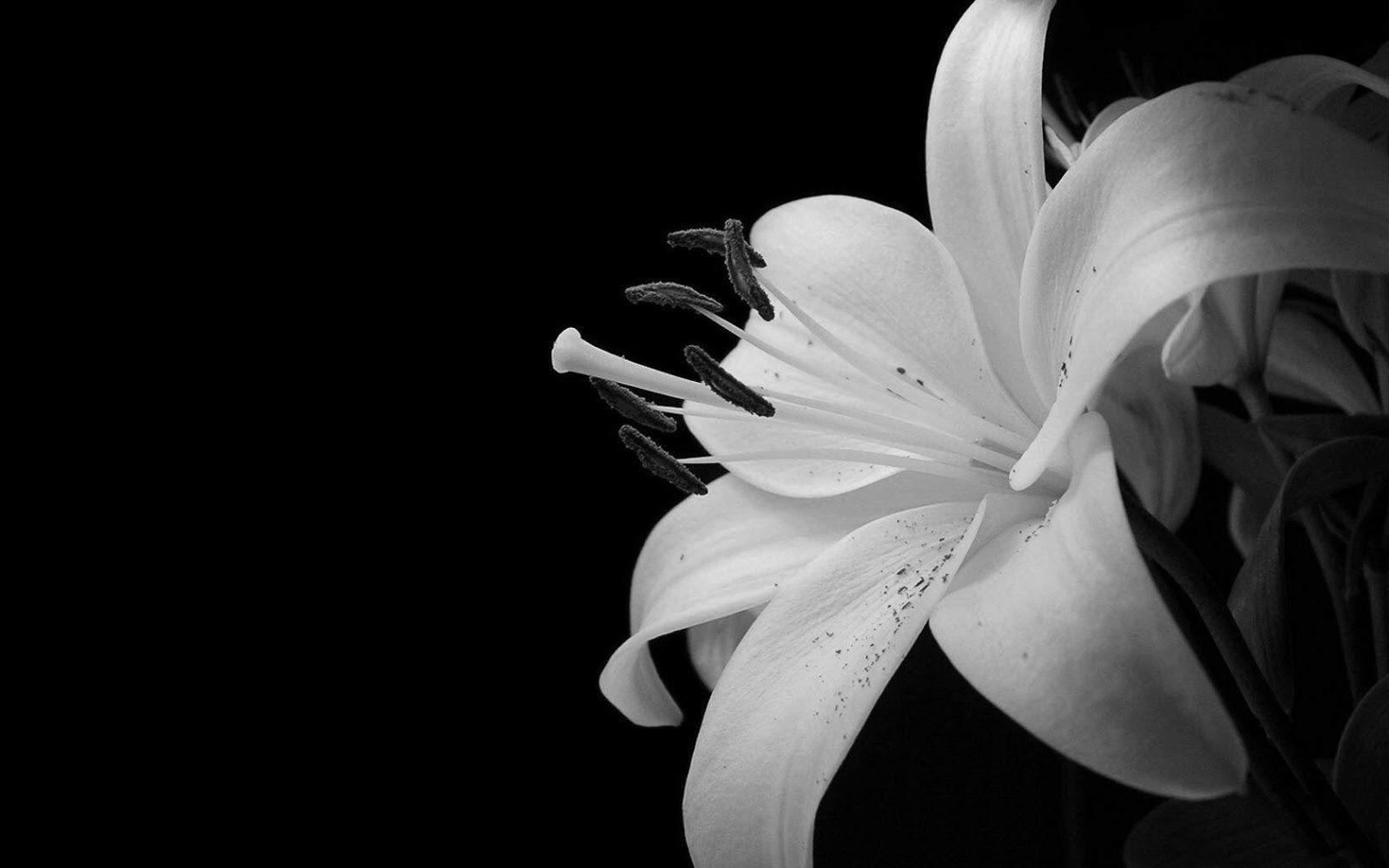 1600x1000 Hoa trắng tuyệt vời Hình nền trắng đen Màn hình rộng HD