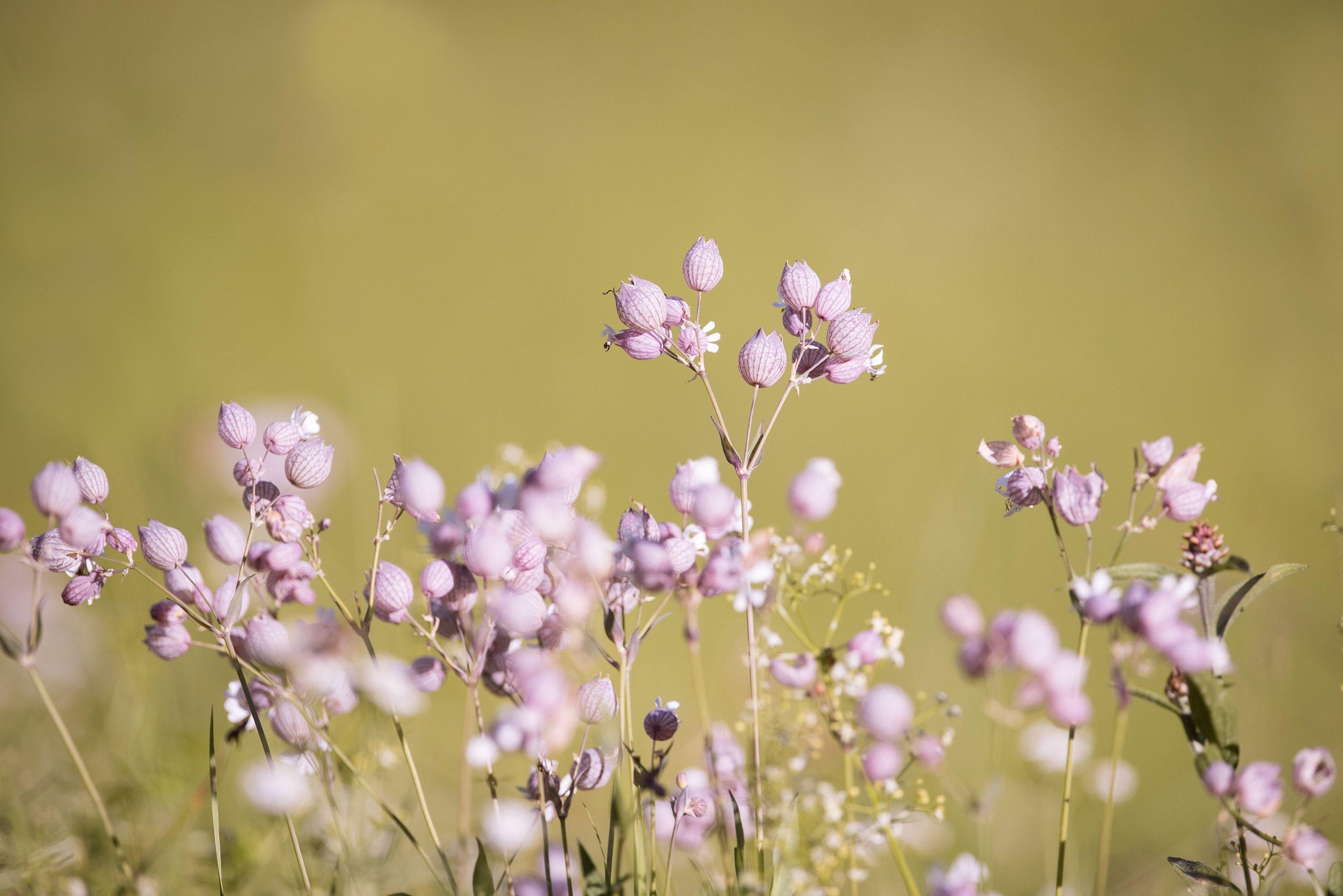 3000x2003 purple ball flowers free image