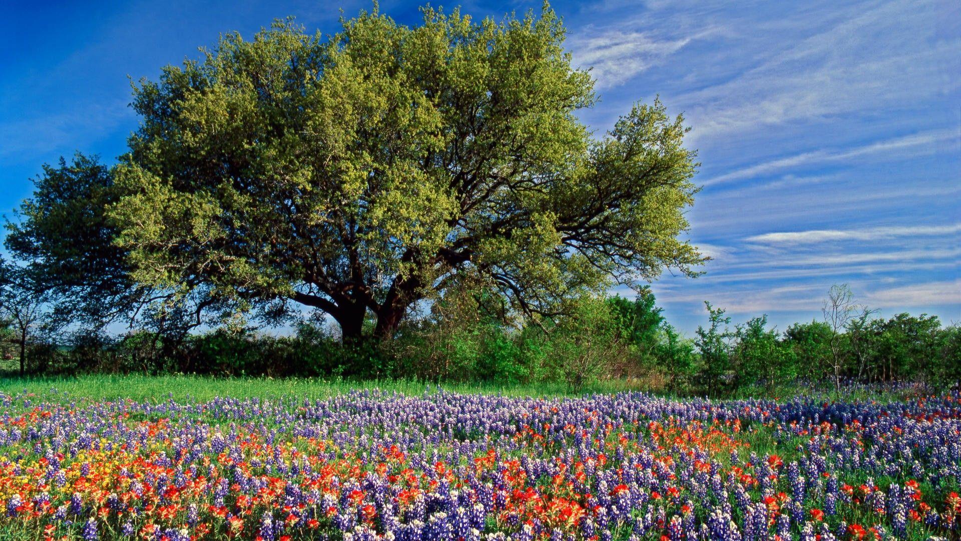 1920x1080 Texas Landscape wallpaperx1080