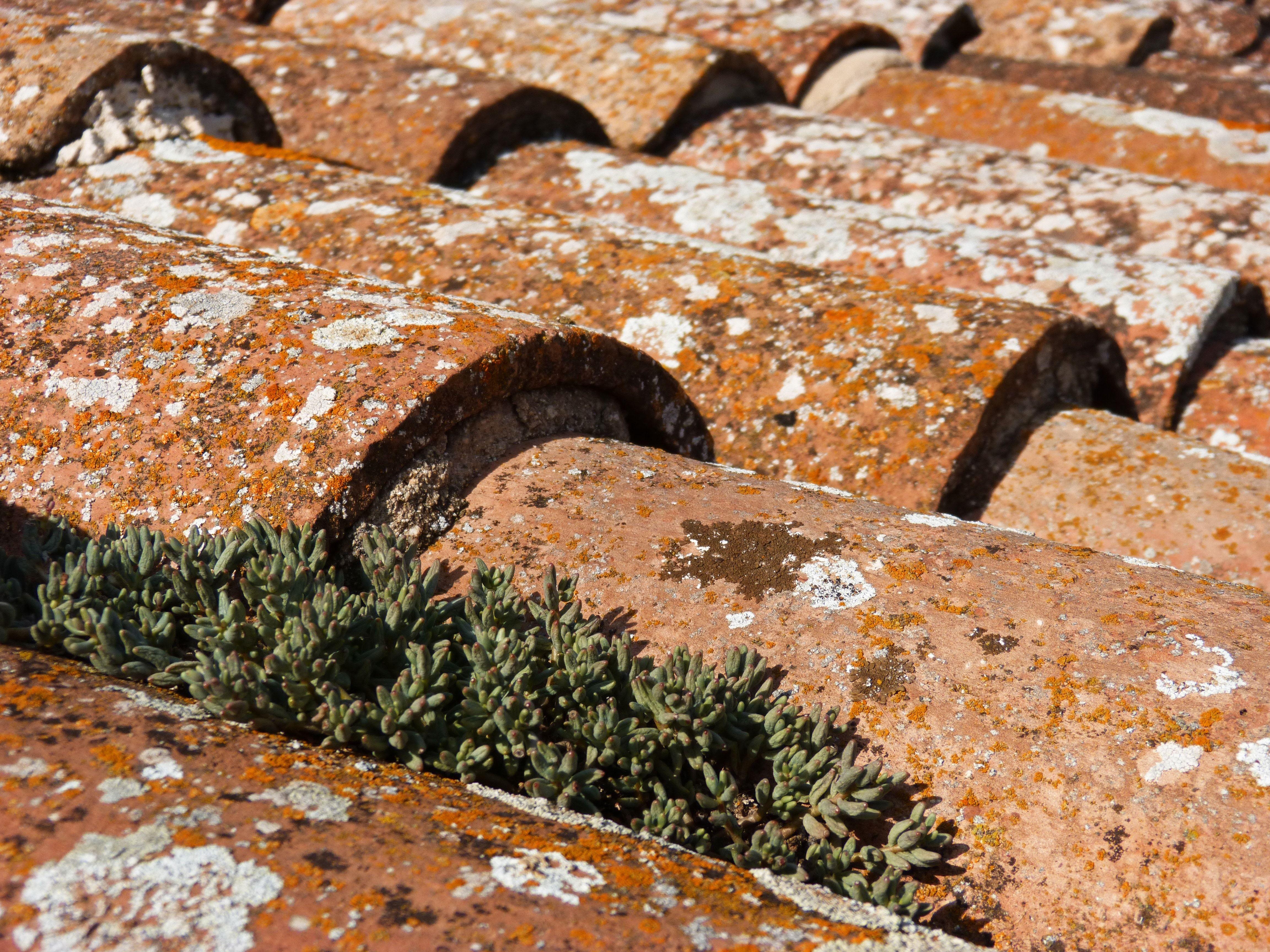 4608x3456 Lichens, Roof, Plant, Texas, no people, rusty free image