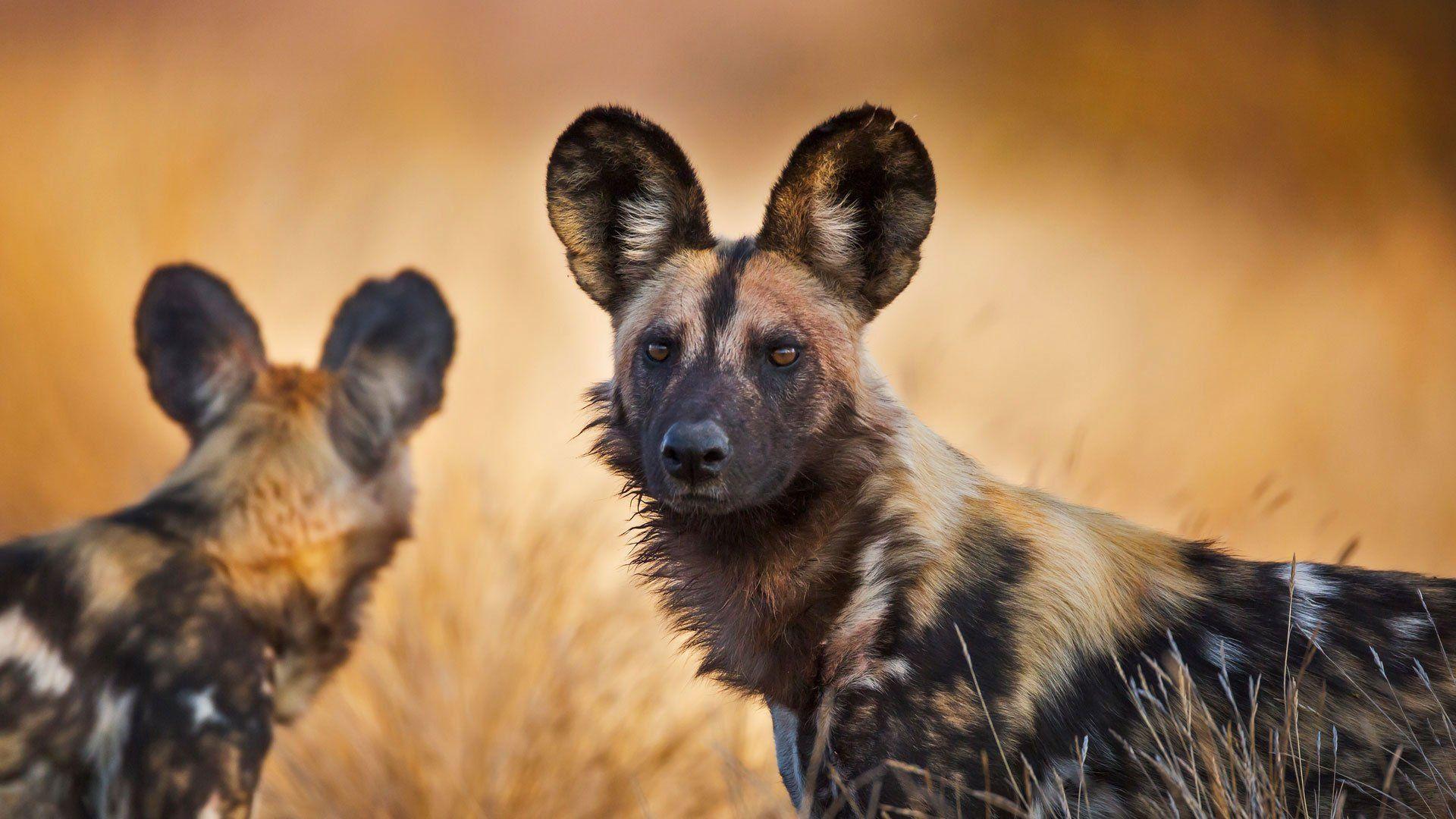 1920x1080 African Wild Dog Wallpaper