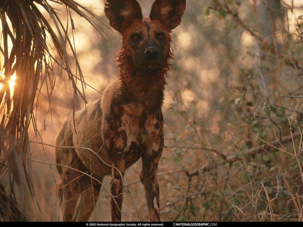 1024x768 The Animal Kingdom Wallpaper: Africa's Wild Dogs. African wild dog, Wild dogs, Dog wallpaper