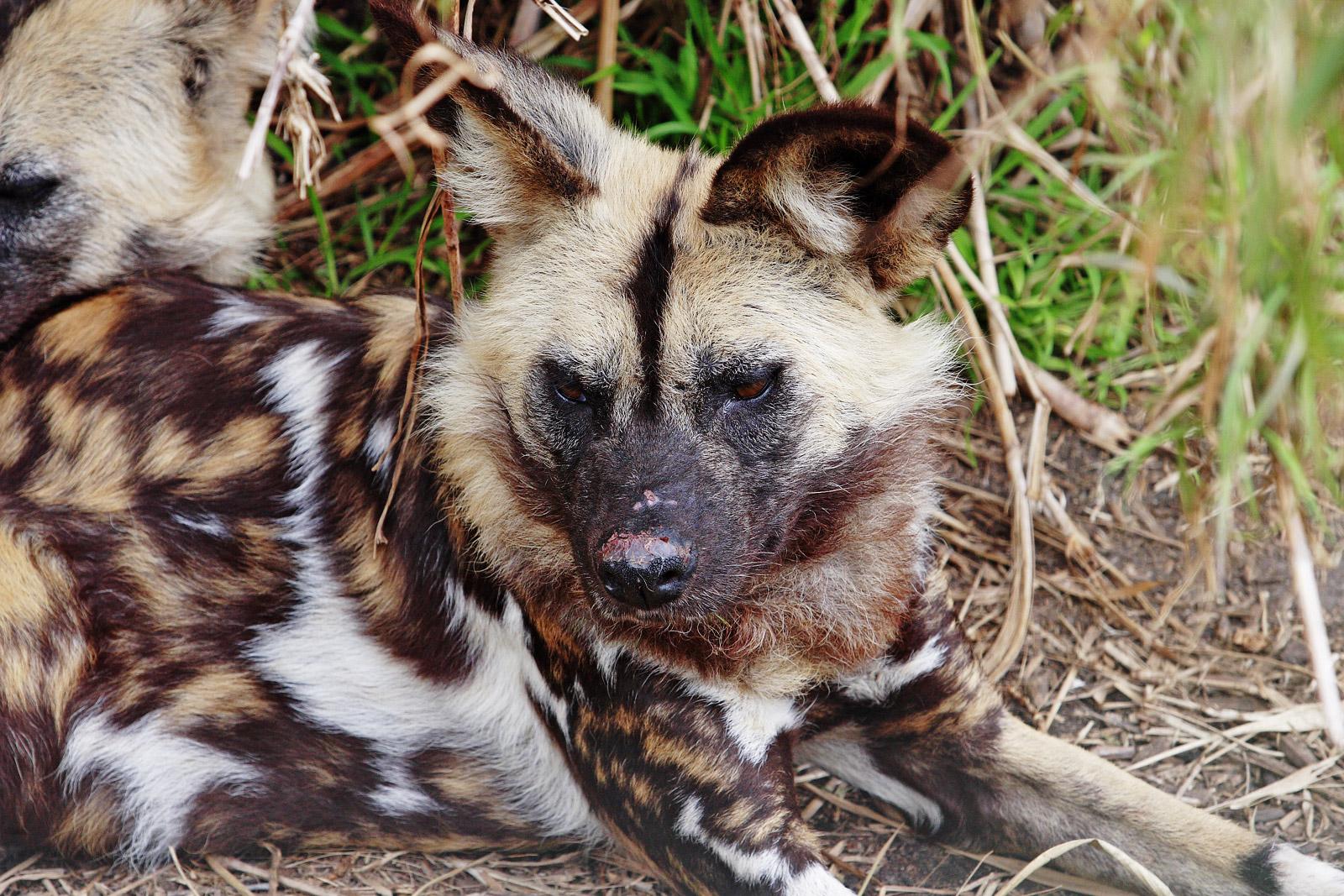 1600x1067 African wild dog