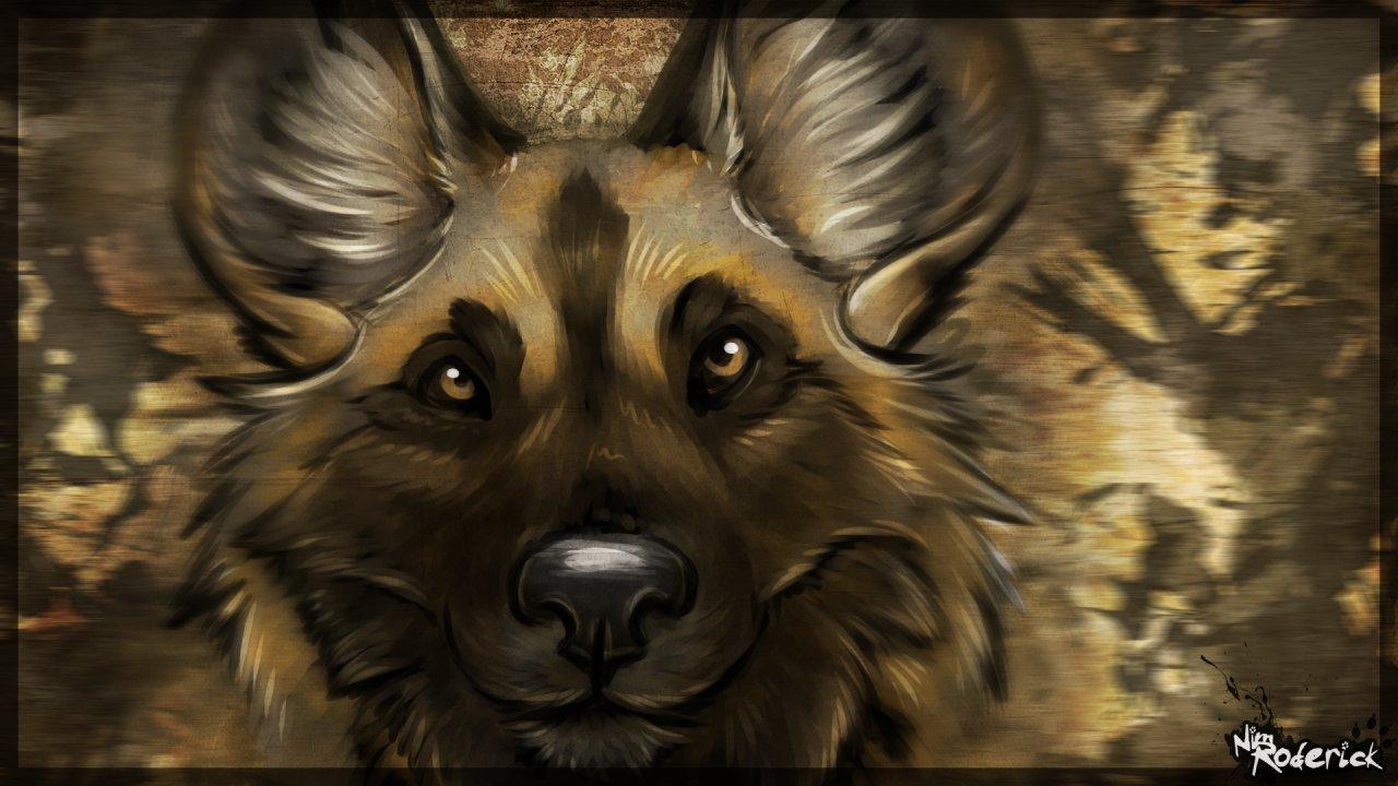 1280x720 Wallpaper: African Wild Dog (sans words) by NimRoderick - Fur Affinity [dot] net