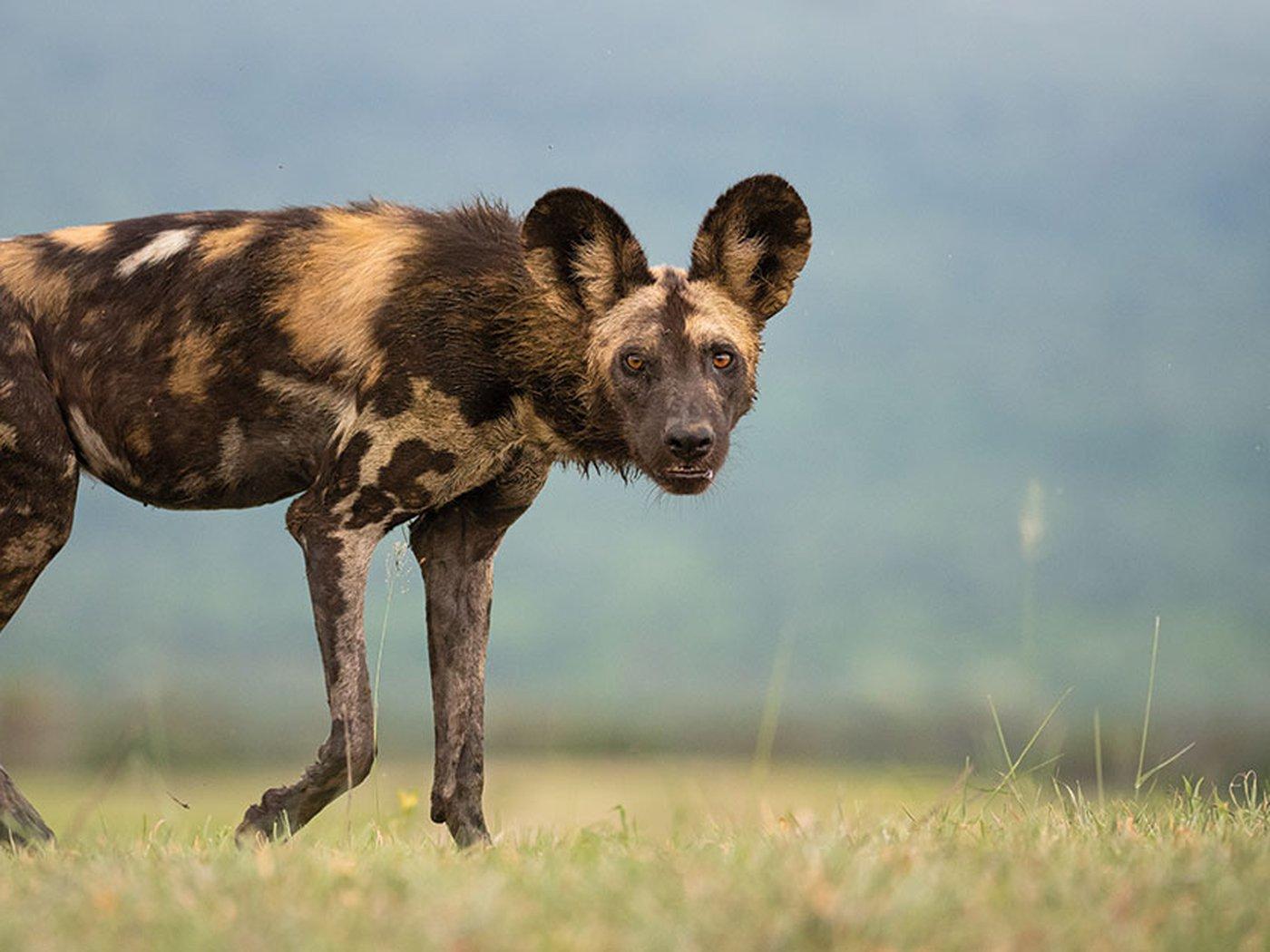 1400x1050 Endangered Wild Dogs Rely on Diverse Habitat to Survive Around Lions