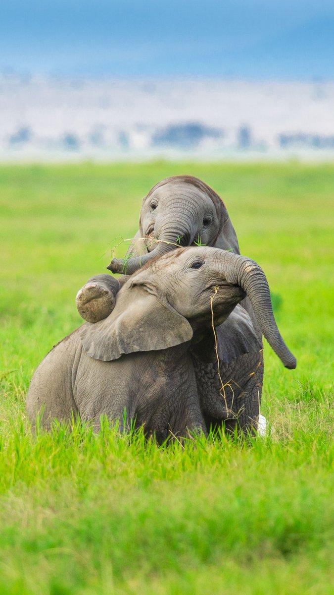 675x1200 GS 5: an elephant family from Amboseli, Kenya (2012) L: mobile phone pair of playful baby elephants R: desktop mother and calf #WallpaperWednesday