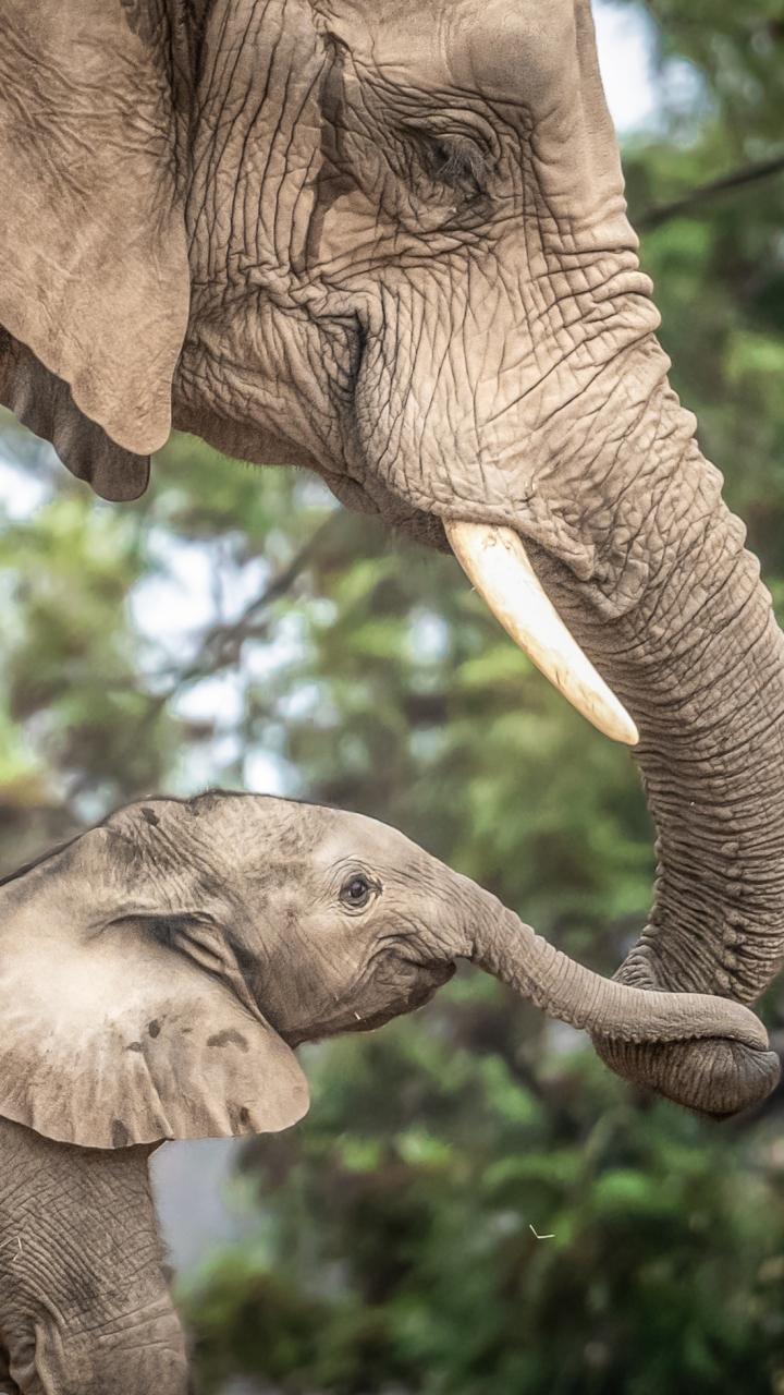 720x1280 Animal African Bush Elephant
