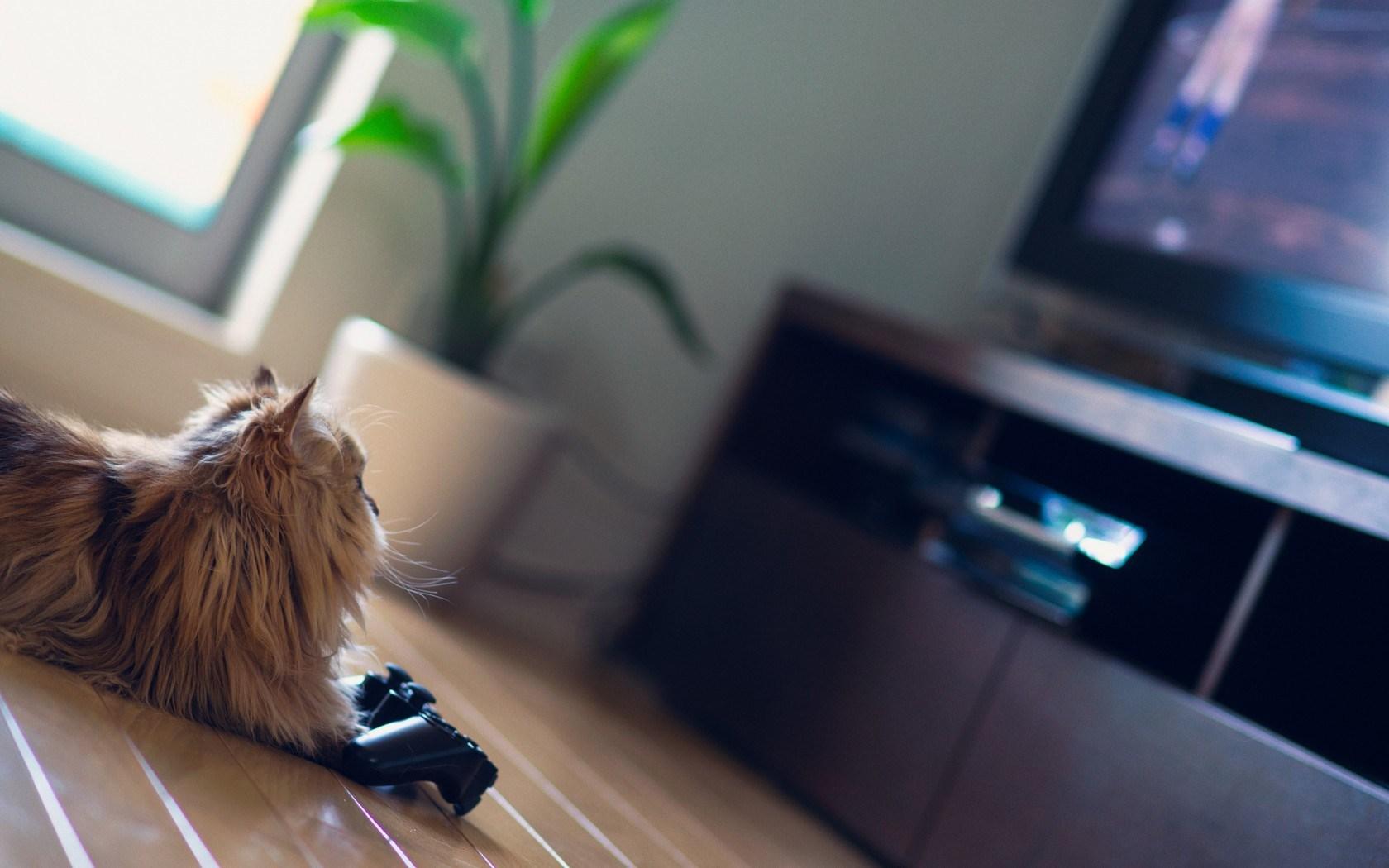 1680x1050 Cat Joystick Tv Game
