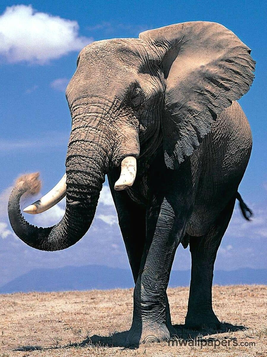 900x1200 Elephant Wallpaper HD (900x1200) (2022)