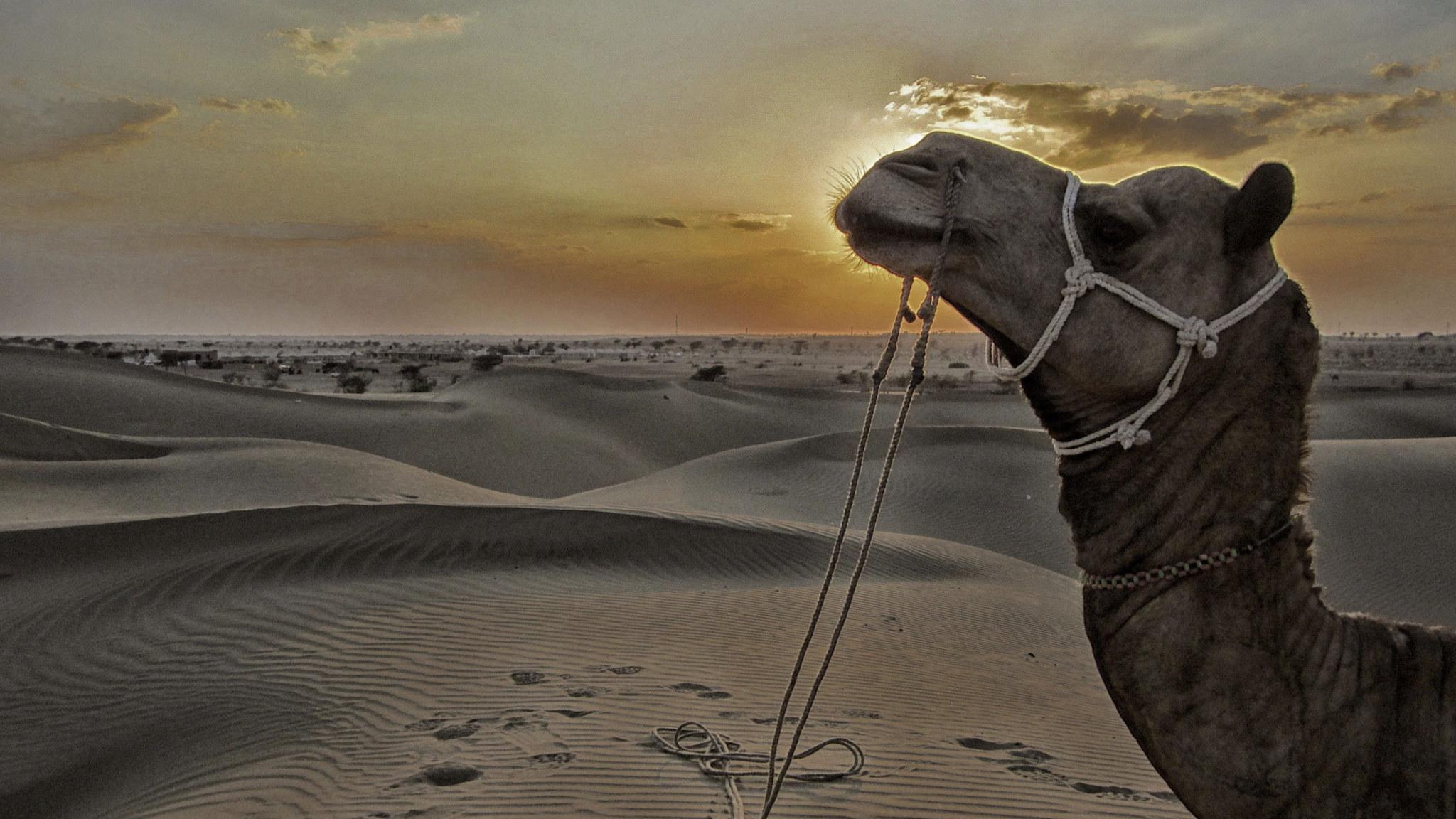 2048x1152 Wallpaper Jaisalmer, Sam Sand Dunes, Desert, Rajasthan • Wallpaper For You