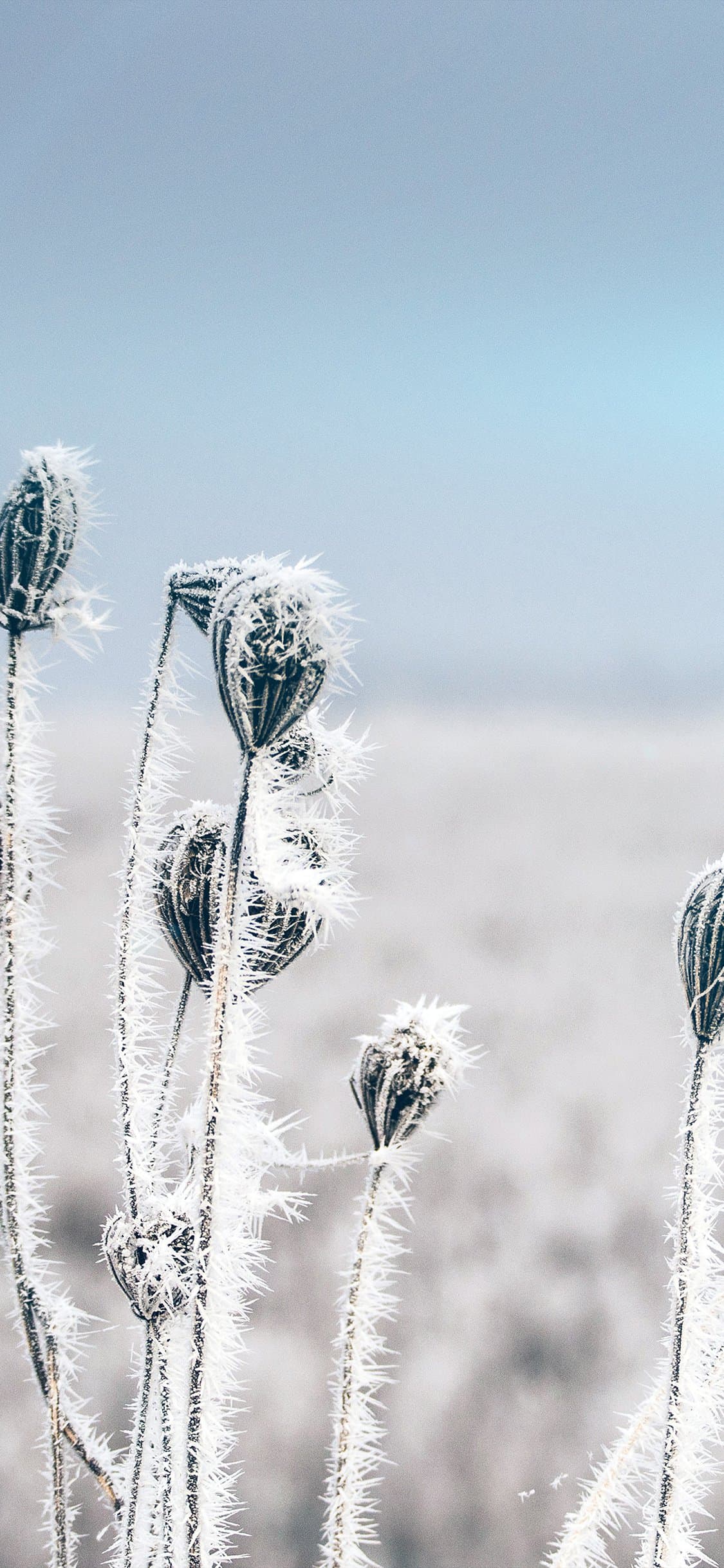 1125x2436 Download 4K Winter Wallpaper for iPhone, iPad & Mac