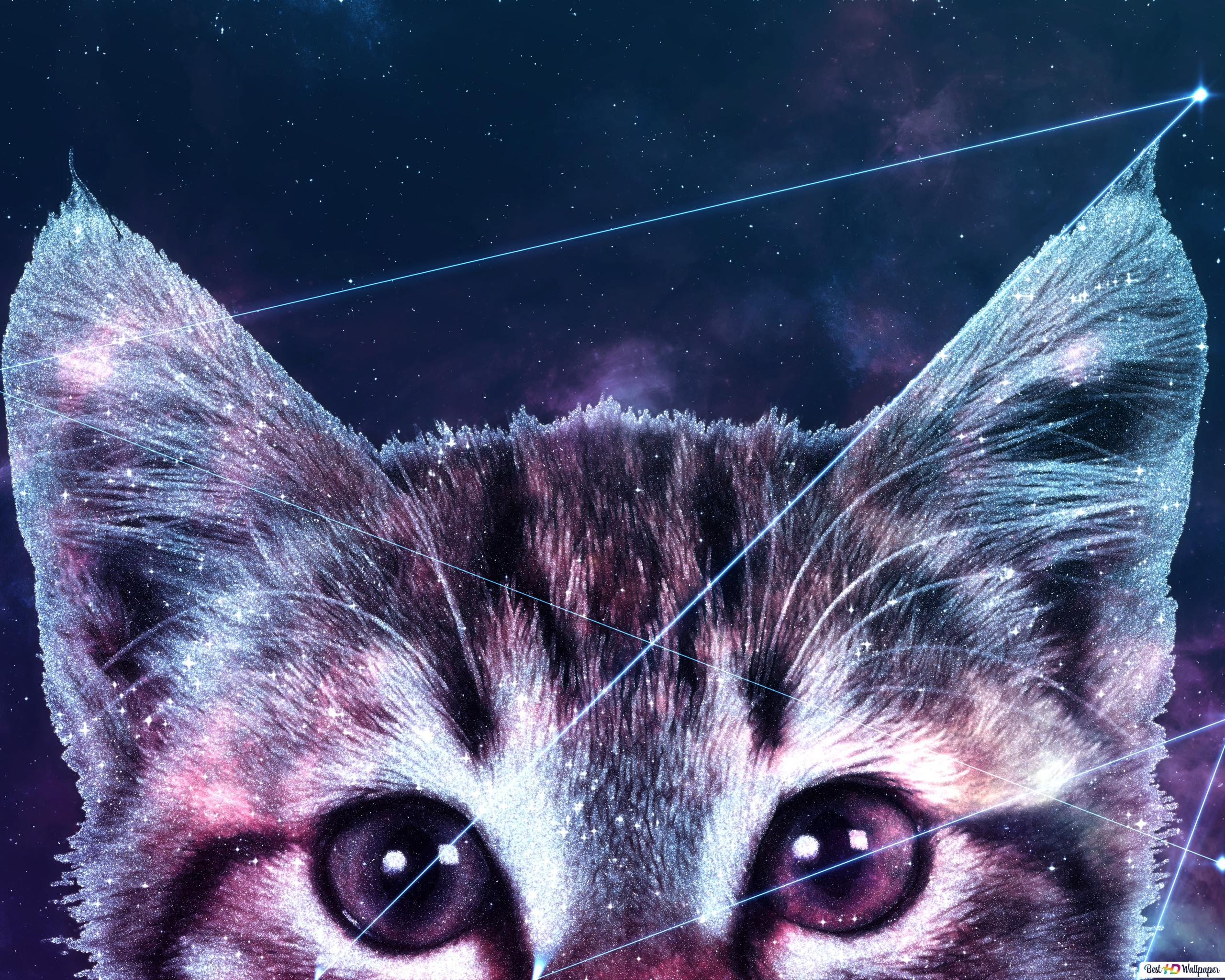 2560x2048 Galaxy Cat HD wallpaper download