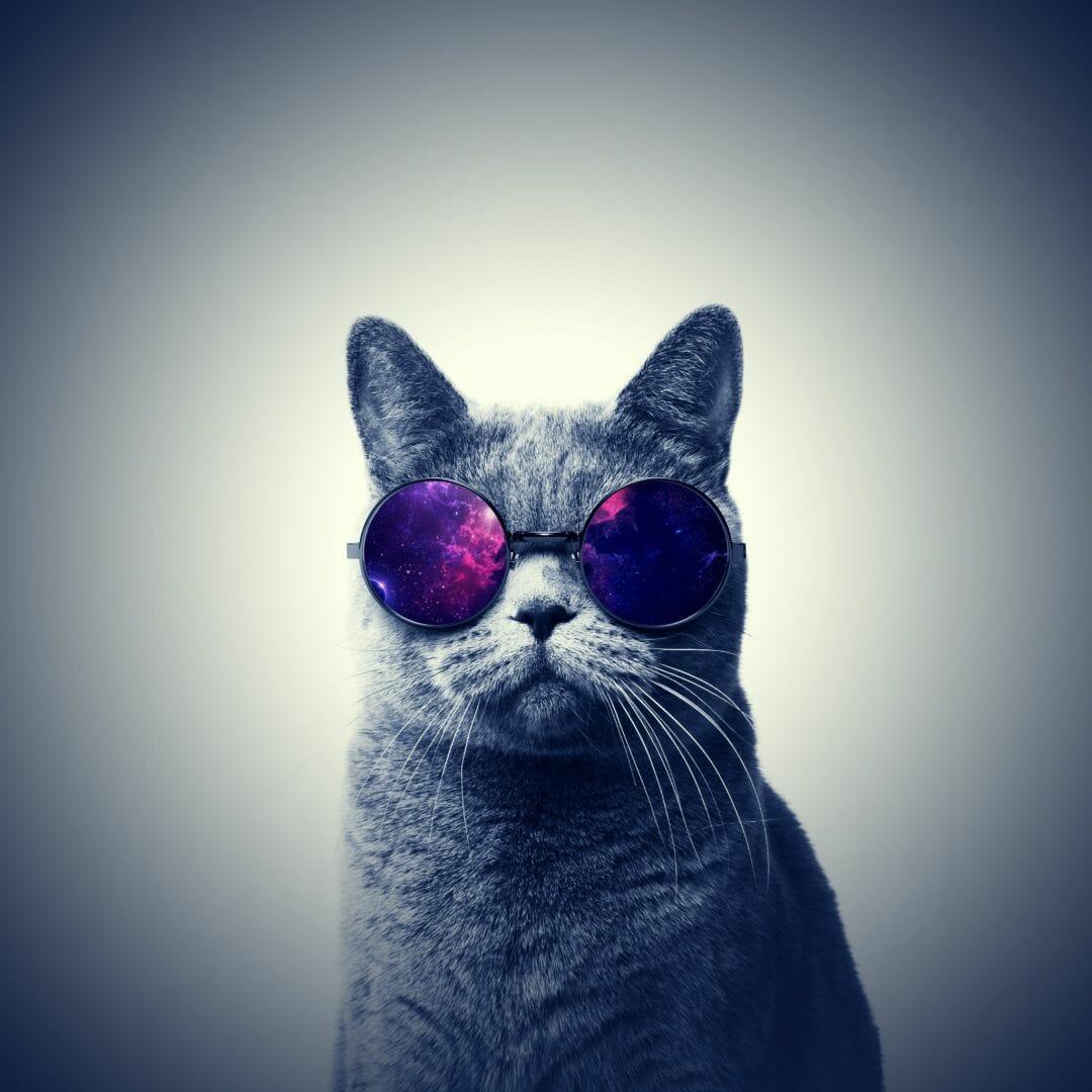 1080x1080 Galaxy Cat, iPhone, Desktop HD Background / Wallpaper (1080p, 4k) HD Wallpaper (Desktop Background / Android / iPhone) (1080p, 4k) (1080x1080) (2022)