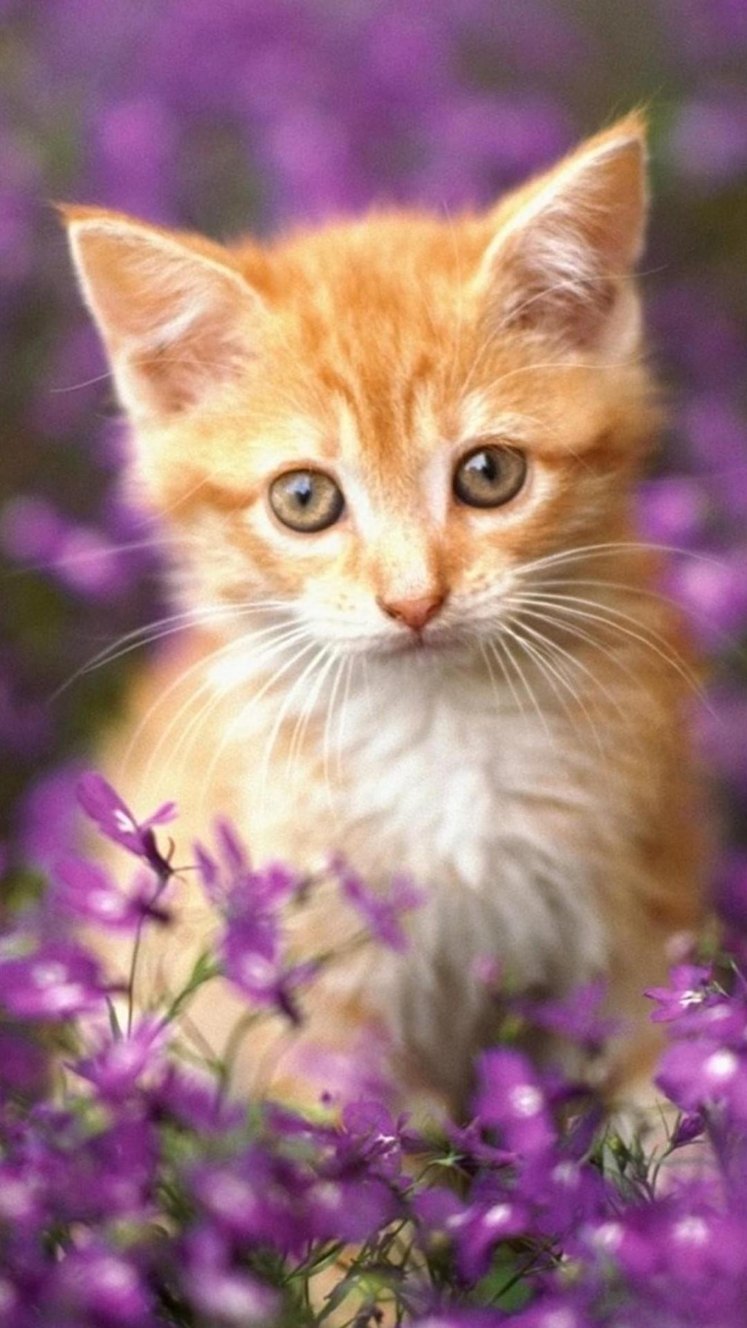 1080x1920 Galaxy Cat