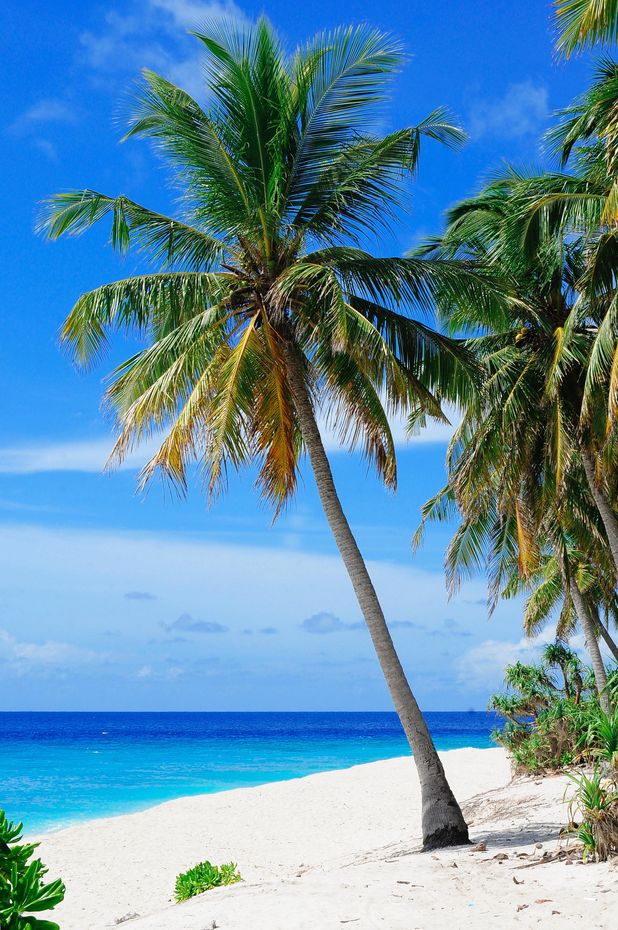 2050x3087 Best Free Coconut Trees & Image · 100% Royalty Free HD Downloads