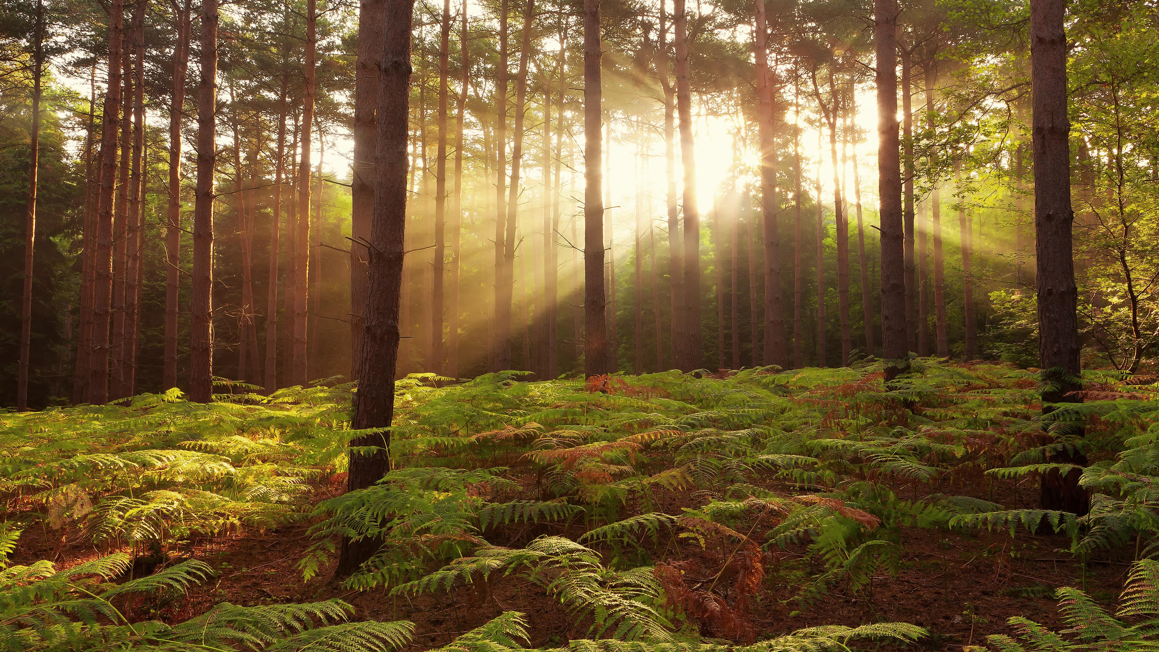 3840x2160 4K Enchanted Forest Wallpaper