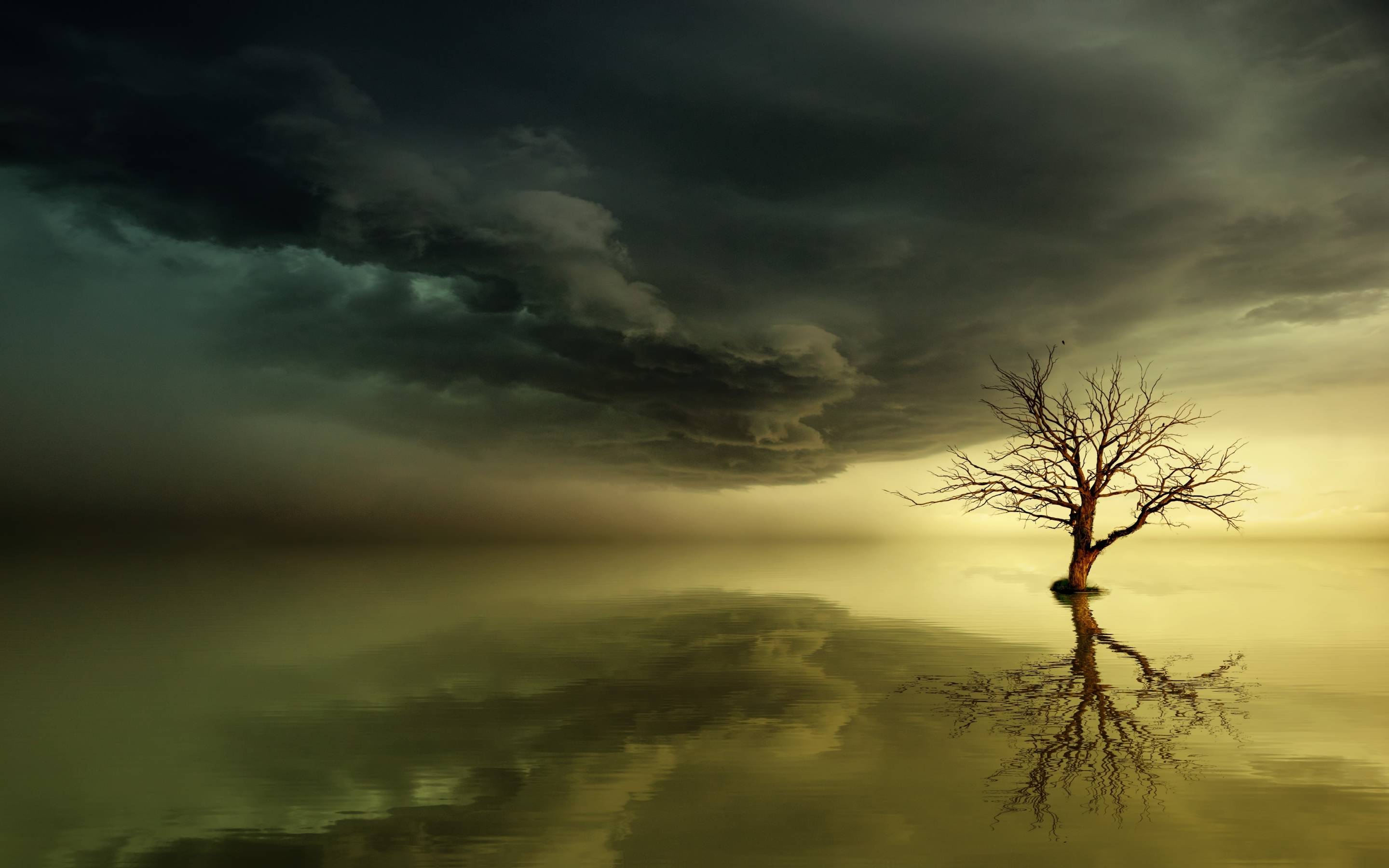 2880x1800 Lonely Dead Tree 5K Macbook Pro Retina Wallpaper, HD Nature 4K Wallpaper, Image, Photo and Background
