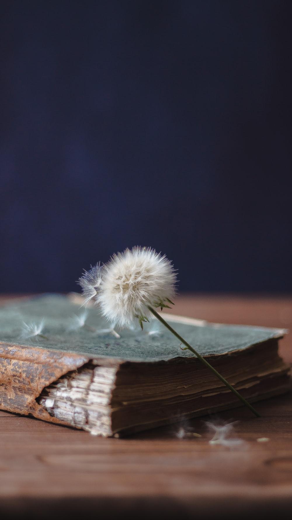 1000x1778 Dandelion Picture. Download Free Image