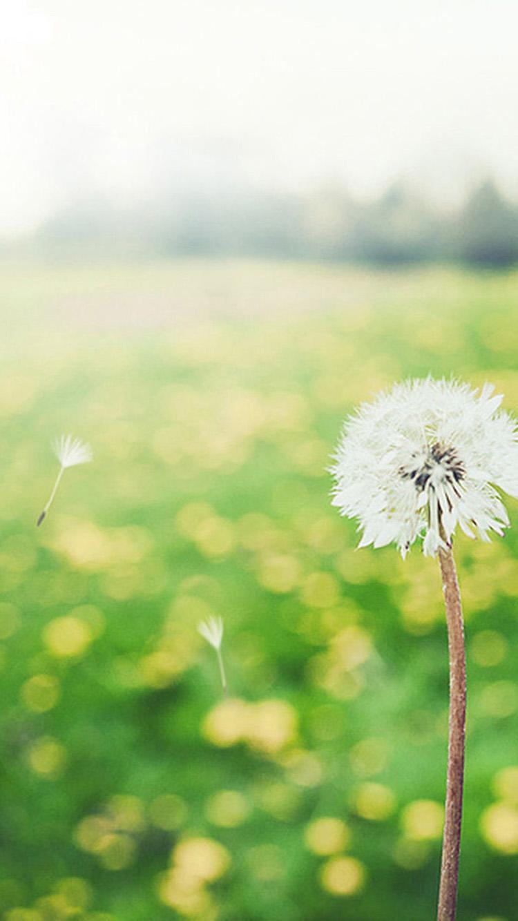 750x1334 Free download Blowing Dandelion Wallpaper Wind Blowing Dandelion iPhone [750x1334] for your Desktop, Mobile & Tablet. Explore Blowing Dandelion Wallpaper. Dandelion Desktop Wallpaper, Samsung Dandelion Wallpaper, Dandelion Wallpaper