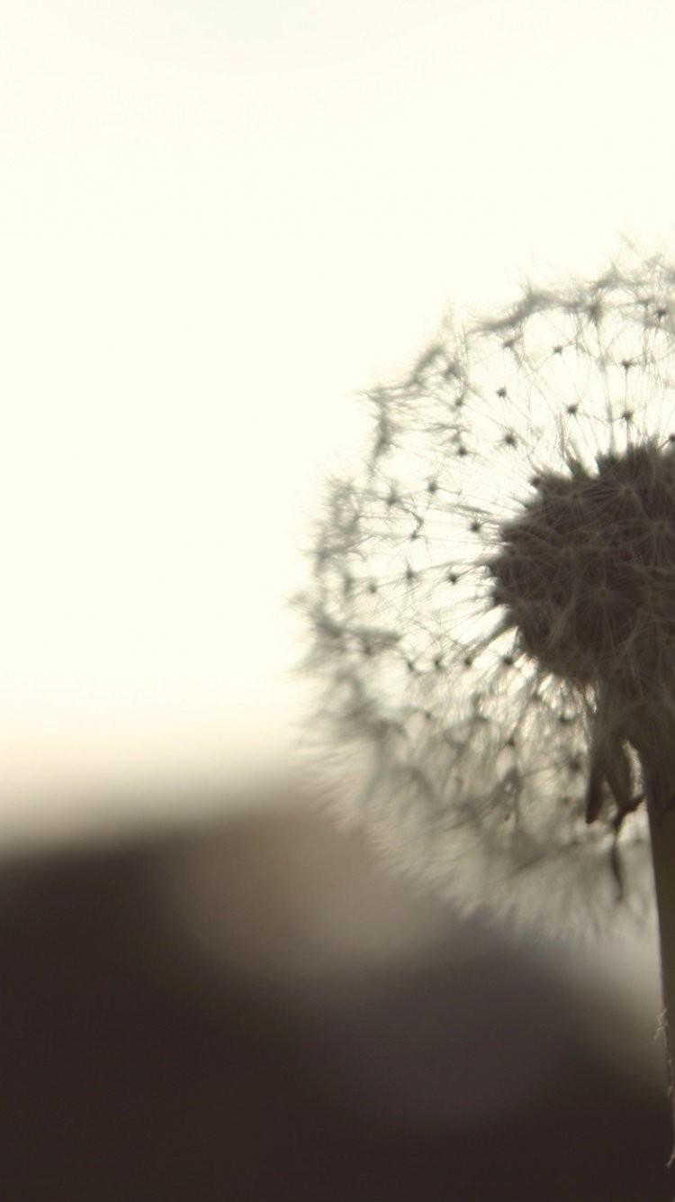 750x1334 Dandelion iPhone Wallpaper Wallpaper & Background Download