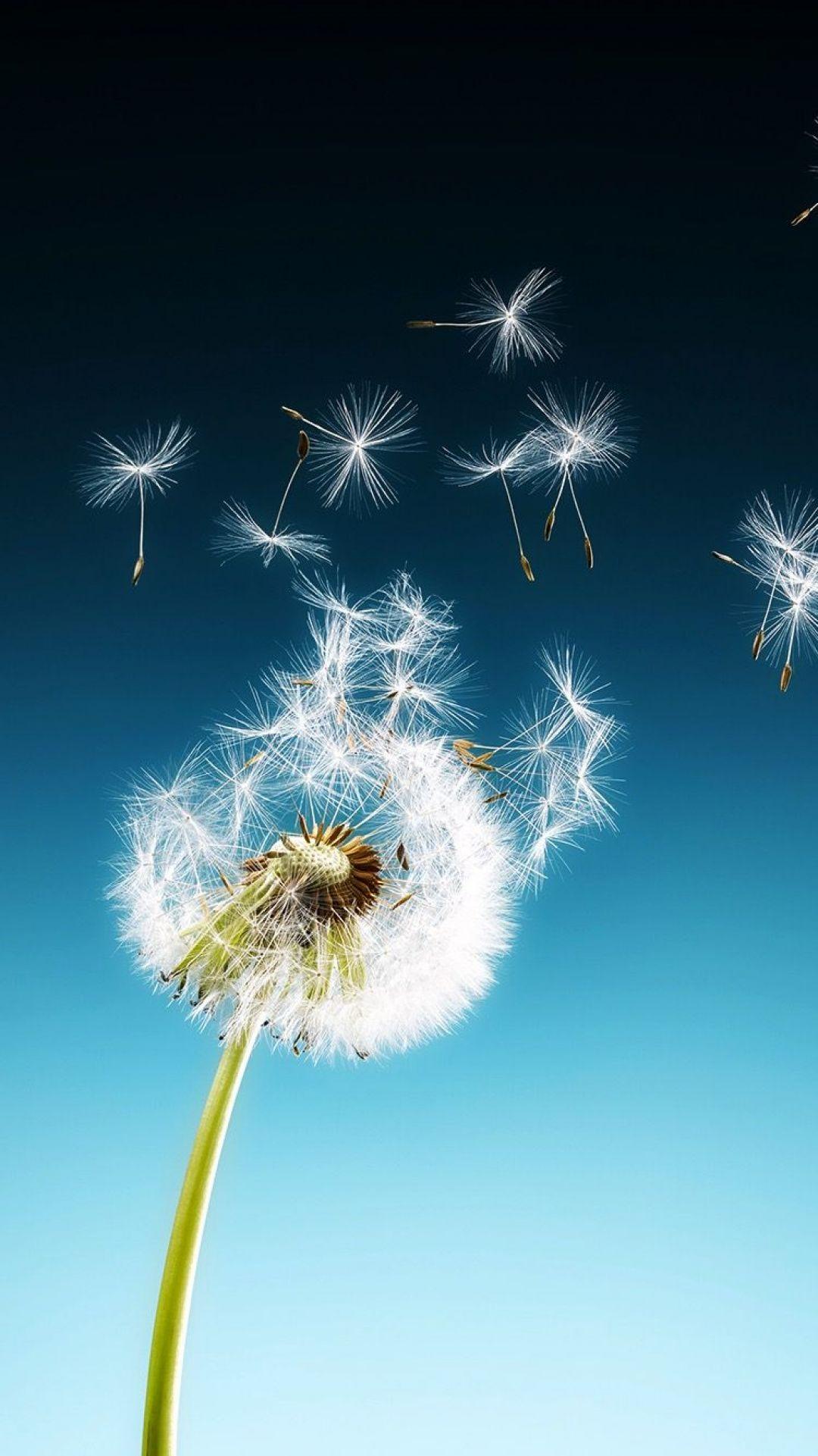 Dandelion iPhone Wallpapers - Top Free Dandelion iPhone Backgrounds ...