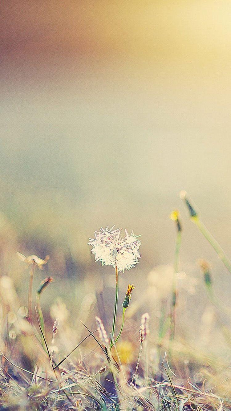 Dandelion iPhone Wallpapers - Top Free Dandelion iPhone Backgrounds