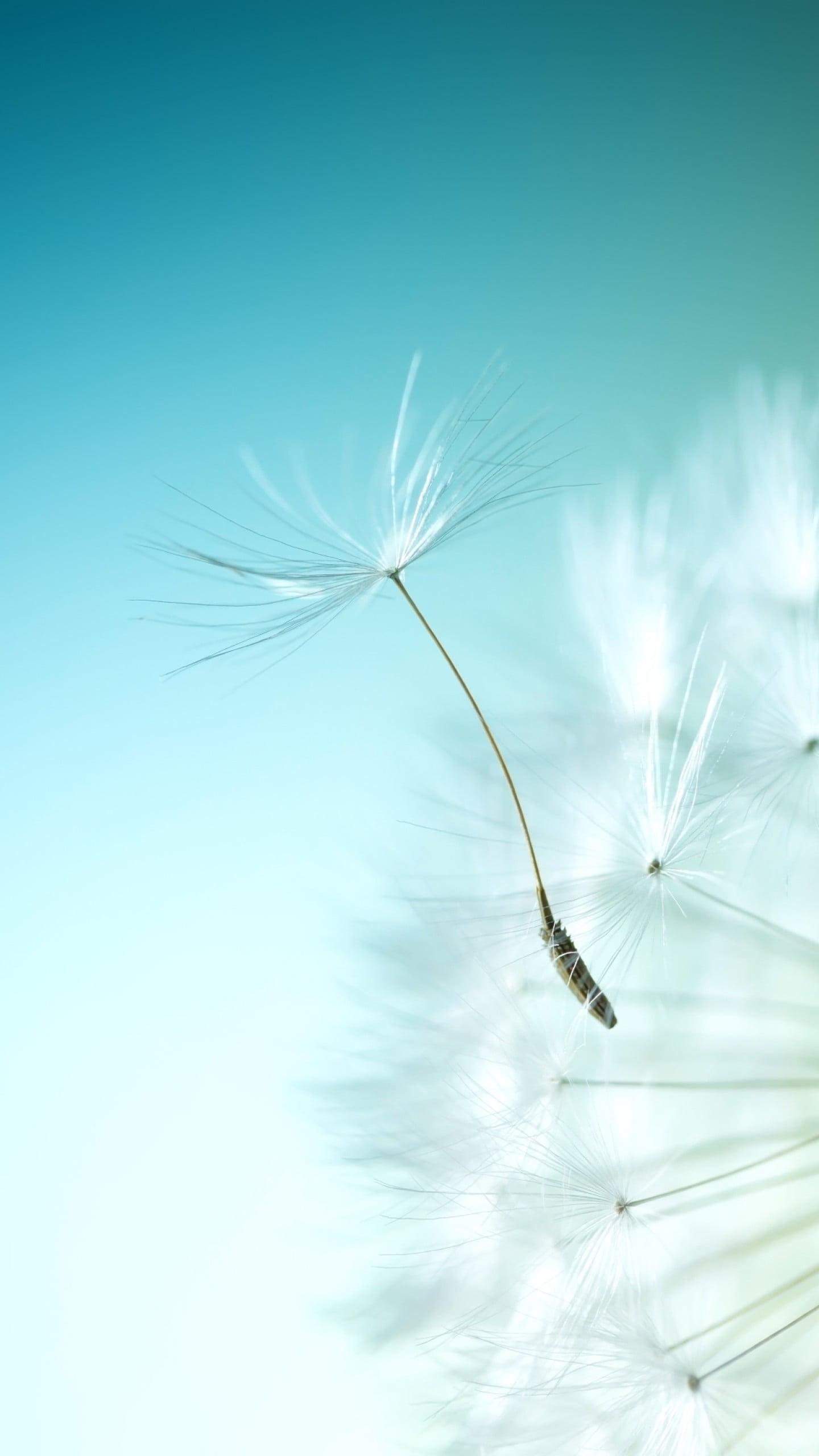 1440x2560 dandelion fluff