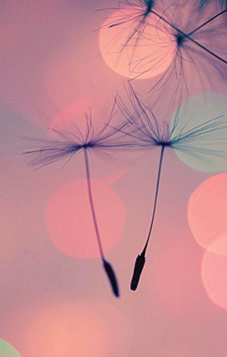 736x1156 Dandelion Wallpaper For iPhone Wallpaper & Background Download