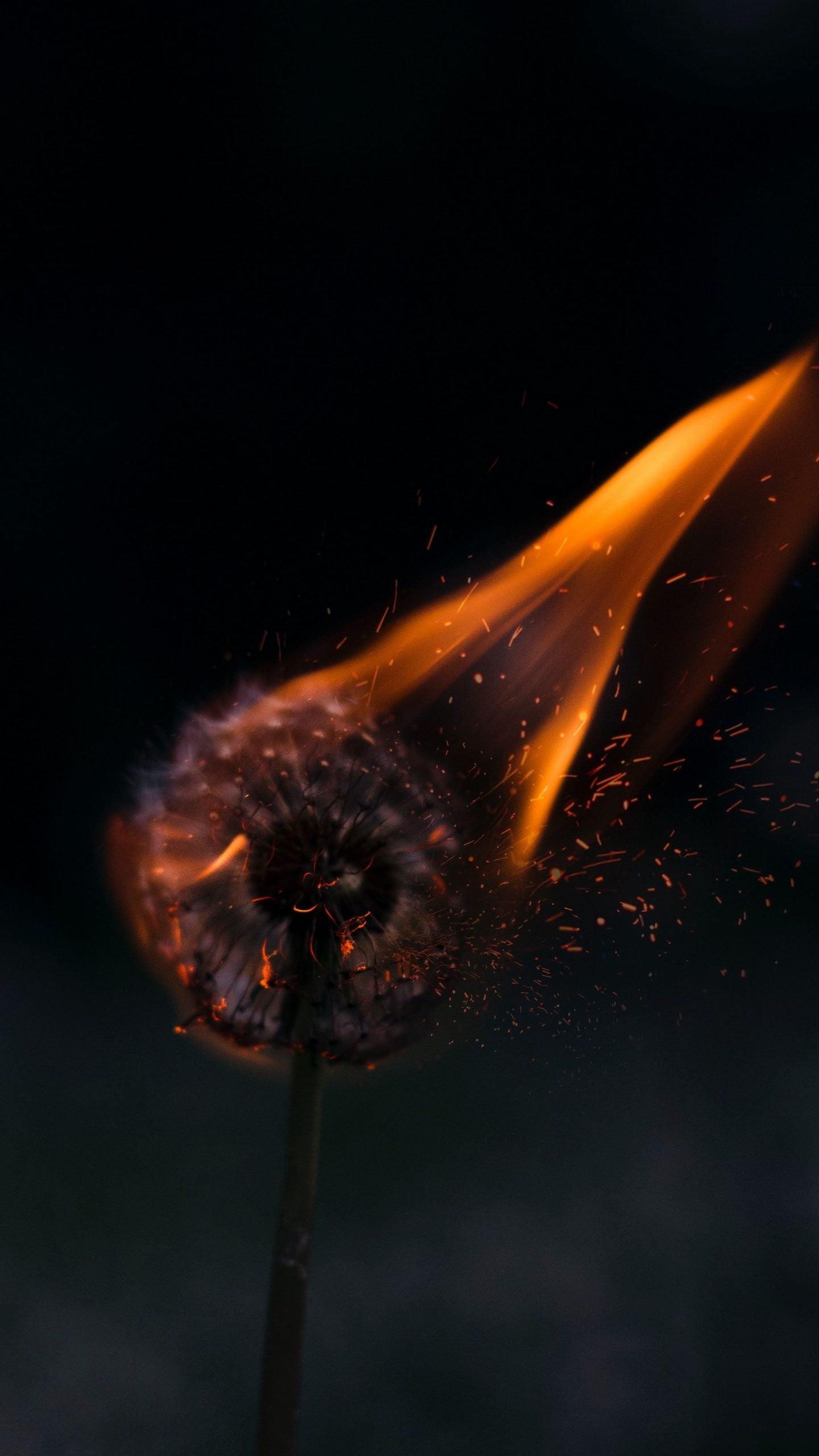 1440x2560 Best dandelion fire sparks wallpaper for iphone 12