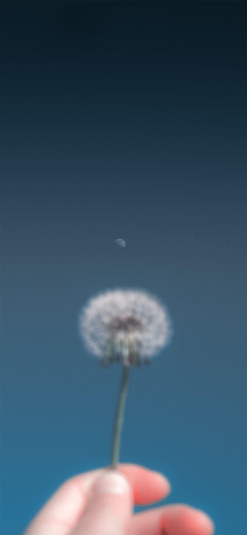 828x1792 person holding dandelion flower iPhone 11 Wallpaper Free Download
