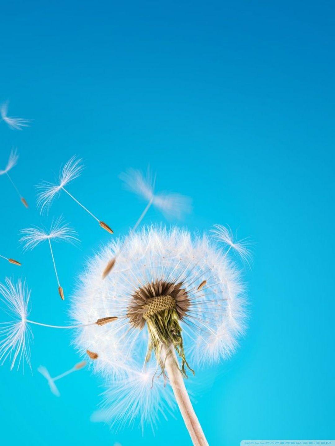 1080x1440 Dandelion, iPhone, Desktop HD Background / Wallpaper (1080p, 4k) HD Wallpaper (Desktop Background / Android / iPhone) (1080p, 4k) (1080x1440) (2022)