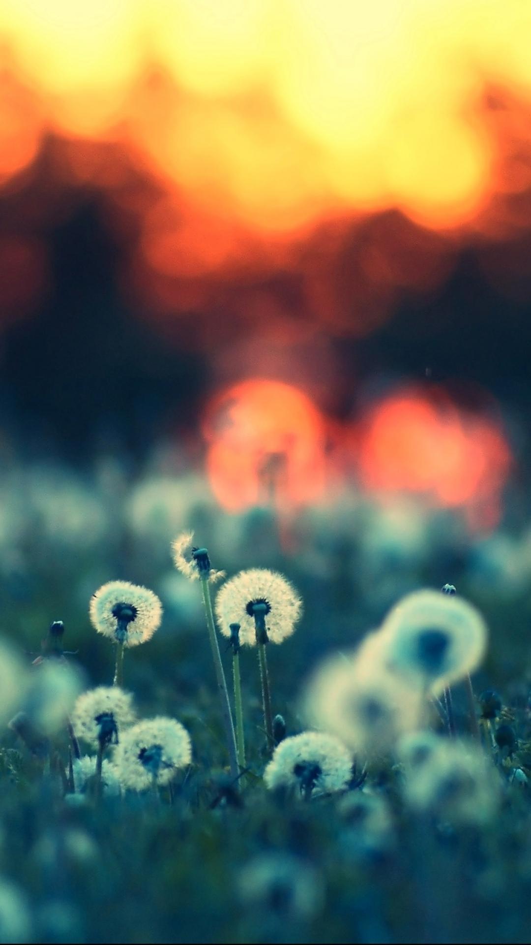 1080x1920 Dandelion Apple IPhone SE (640x1136) Wallpaper