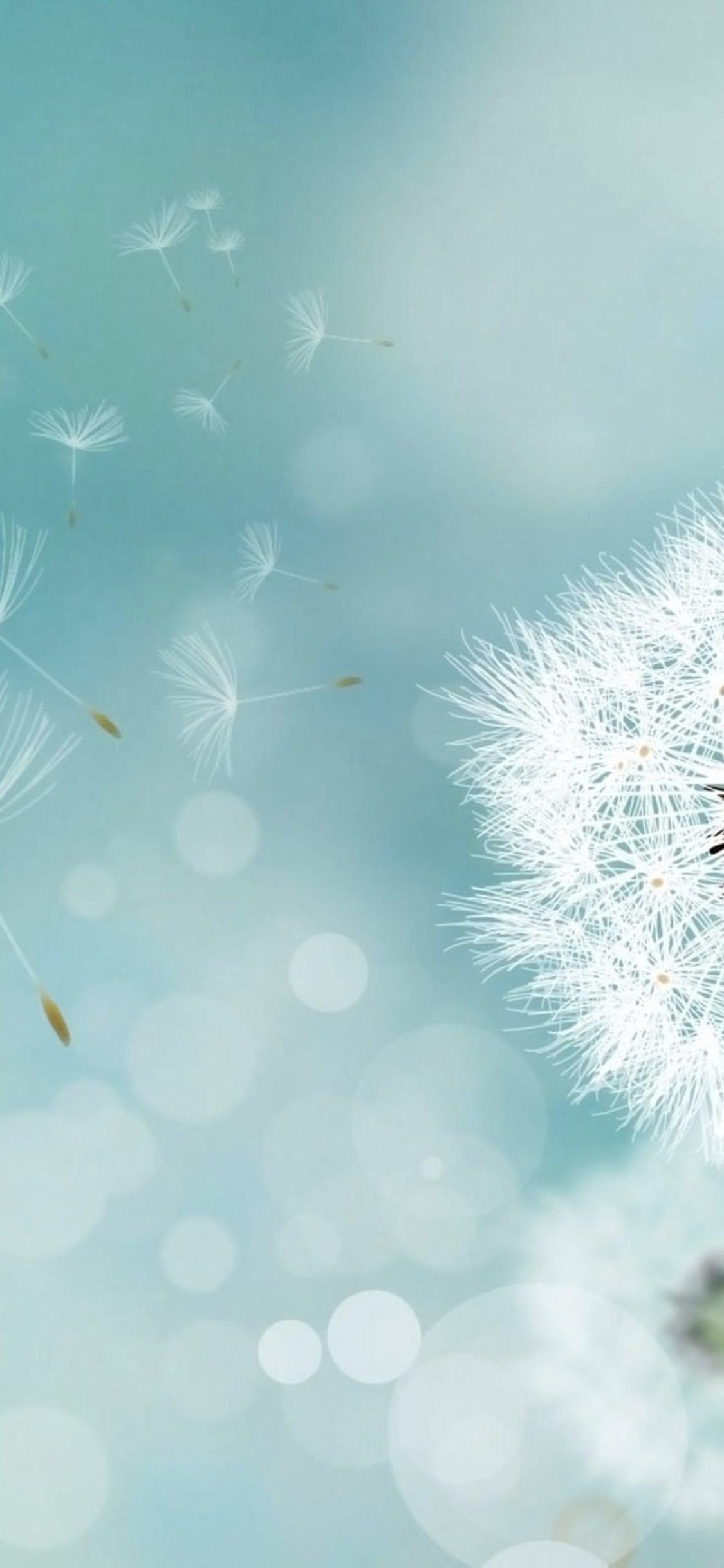 1125x2436 Dandelion natural blue. wallpaper.sc iPhoneXS
