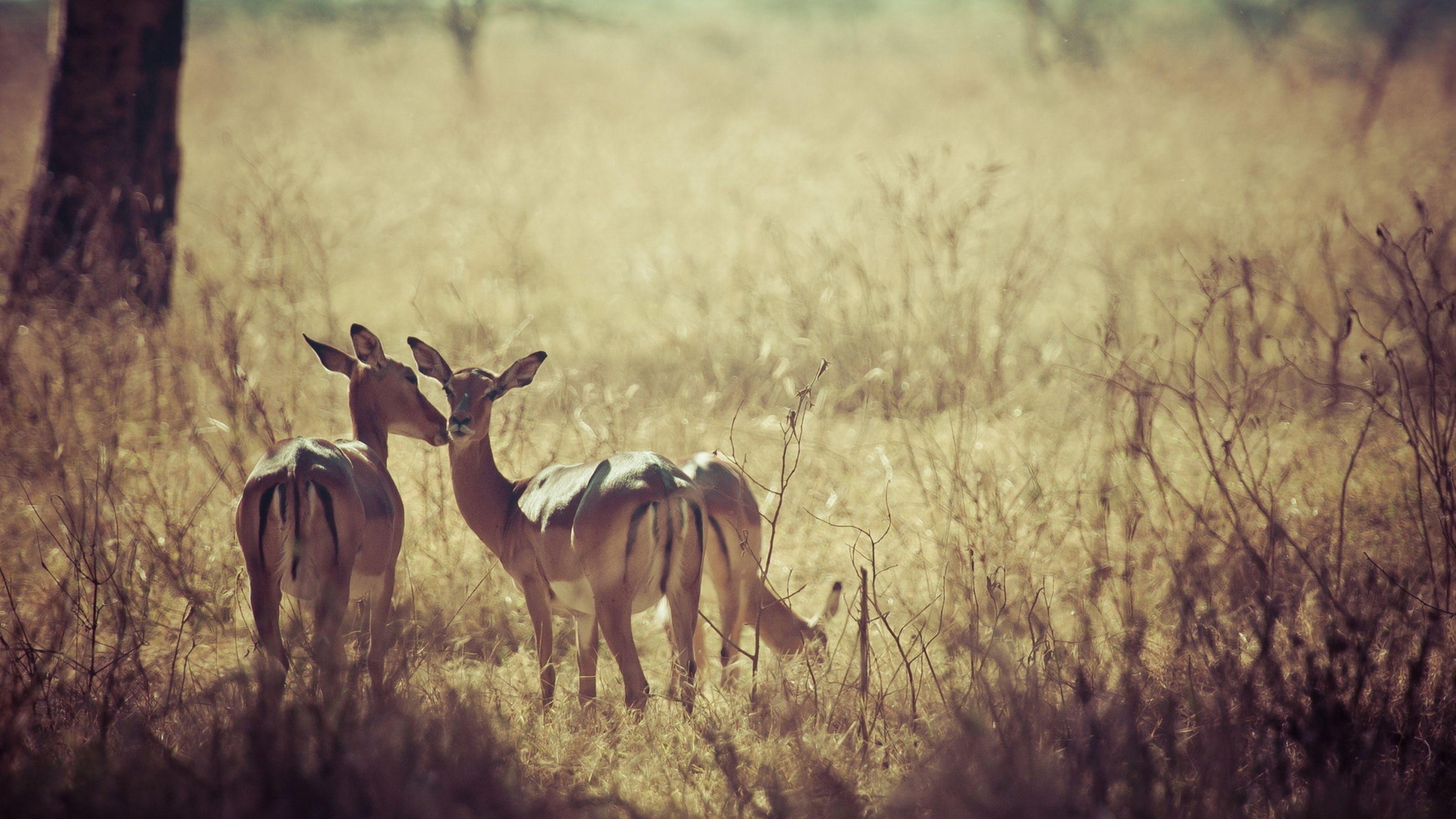 3840x2160 Deer Picture For Background