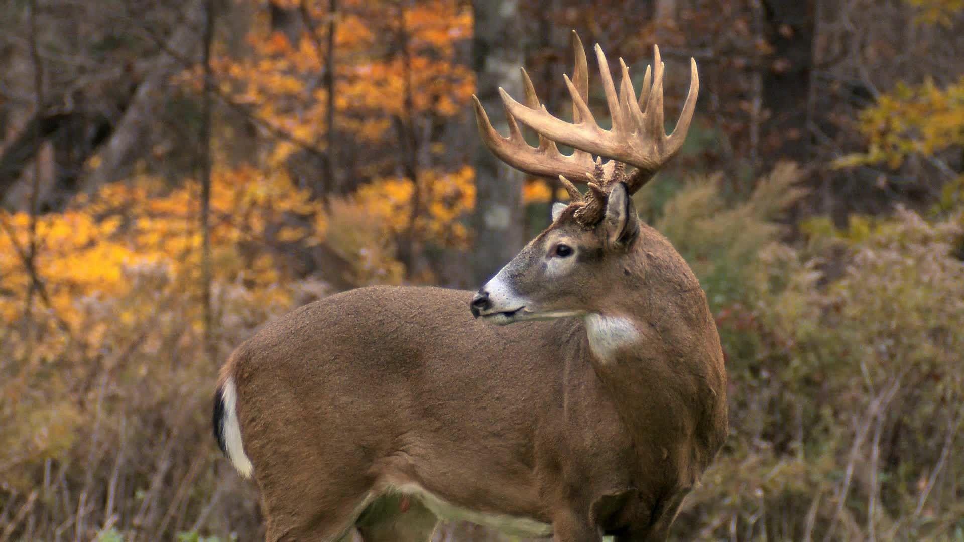 1920x1080 Whitetail Deer Wallpaper