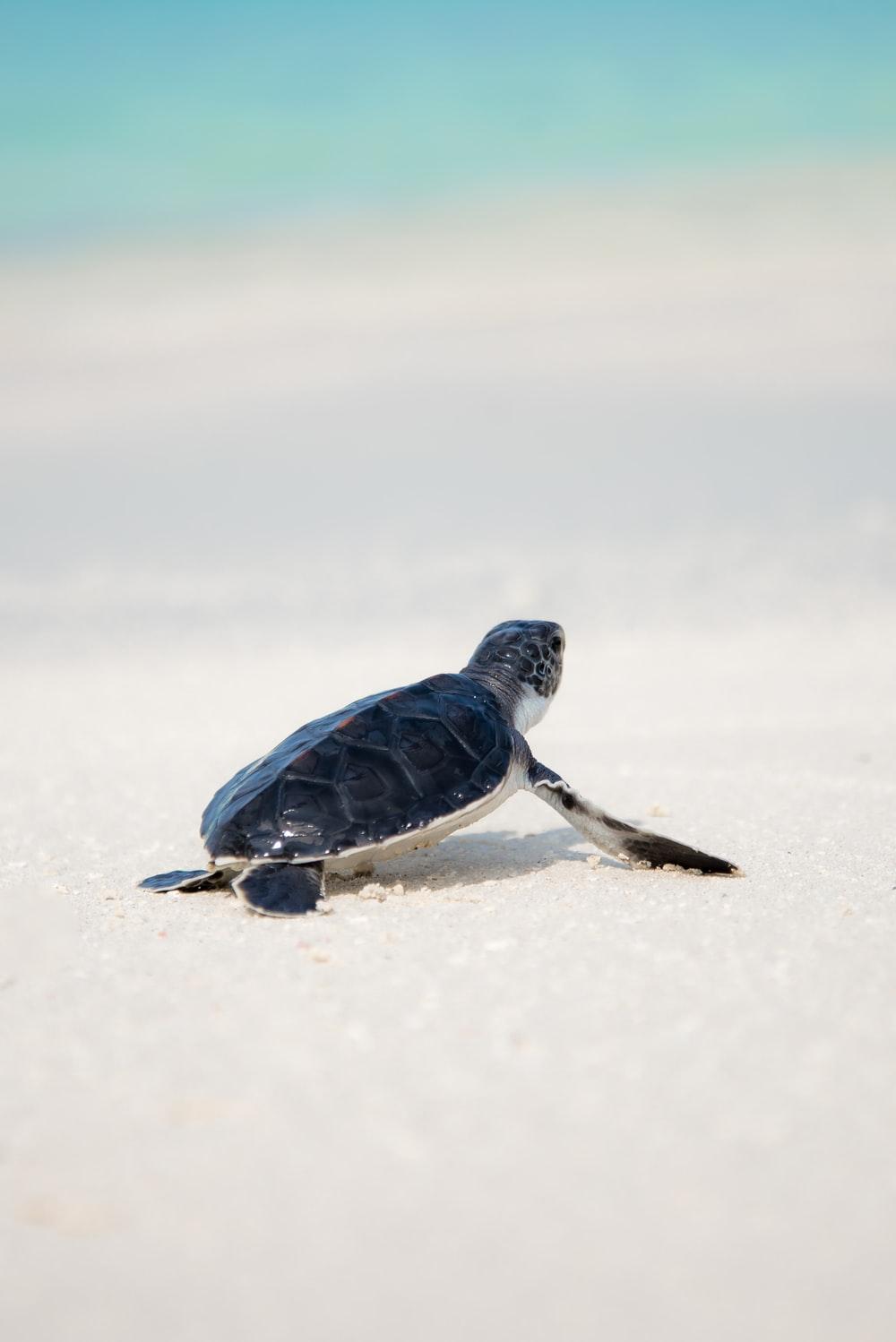 Beach Turtle Wallpapers - Top Free Beach Turtle Backgrounds ...