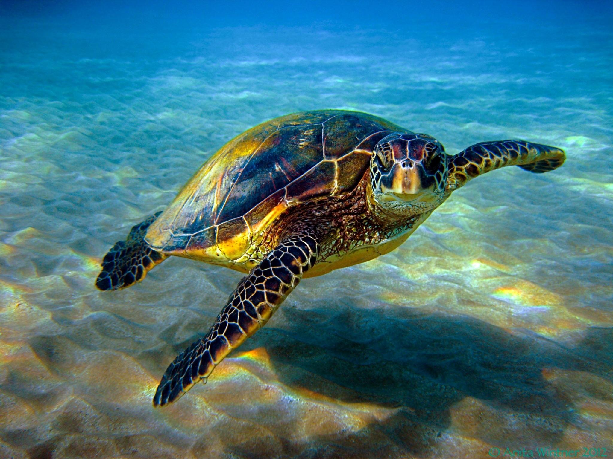 Beach Turtle Wallpapers - Top Free Beach Turtle Backgrounds ...