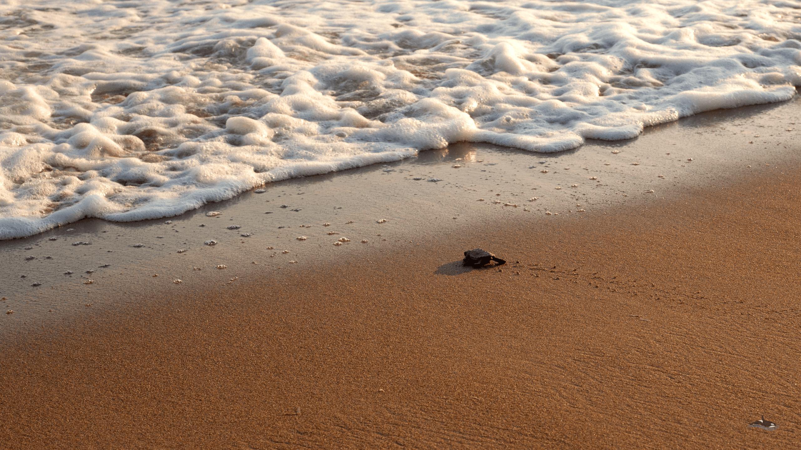 2560x1440 Baby Sea Turtles But Do Not Touch MarineBio Conservation Society
