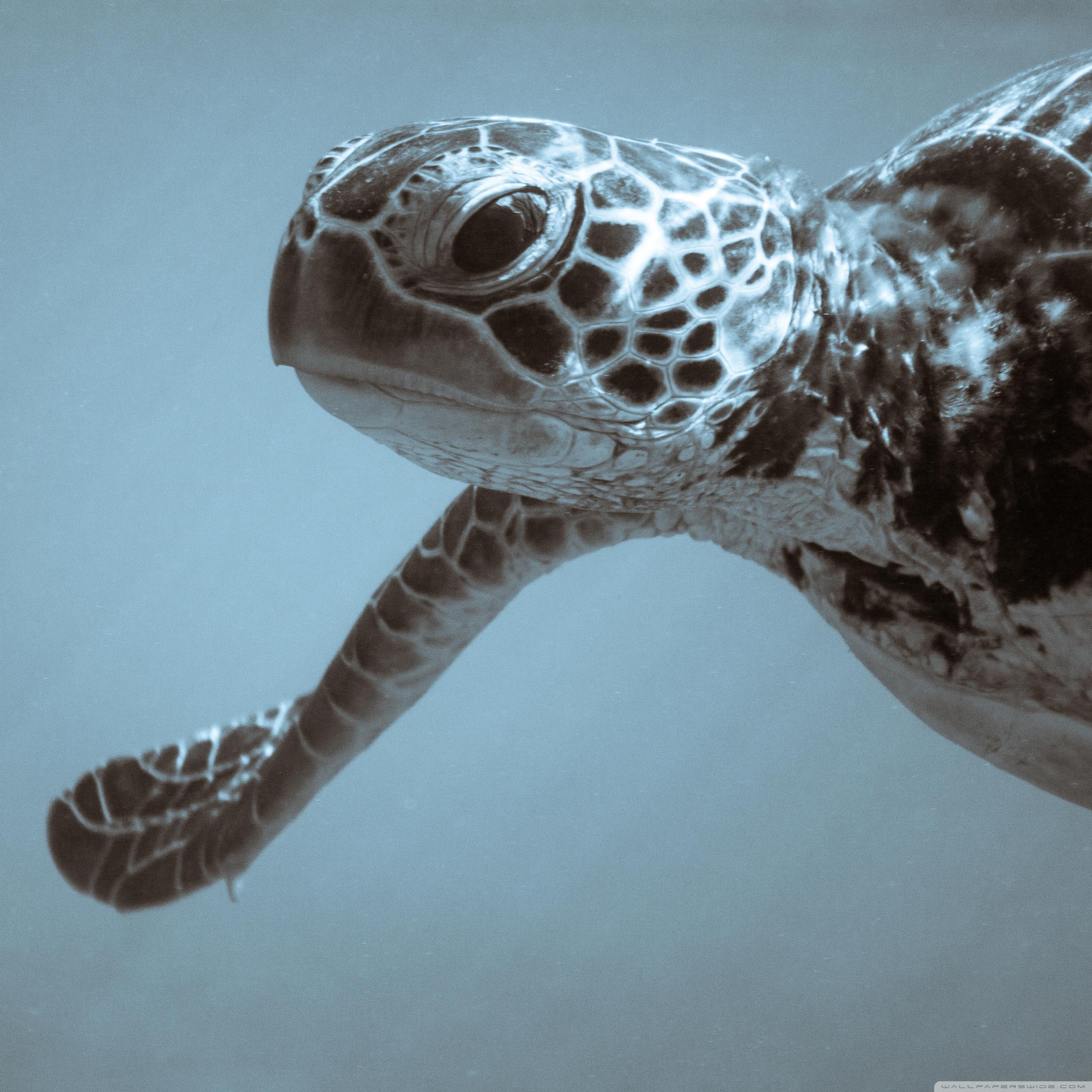 2732x2732 Sea Turtle Ultra HD Desktop Background Wallpaper for 4K UHD TV : Widescreen & UltraWide Desktop & Laptop : Tablet