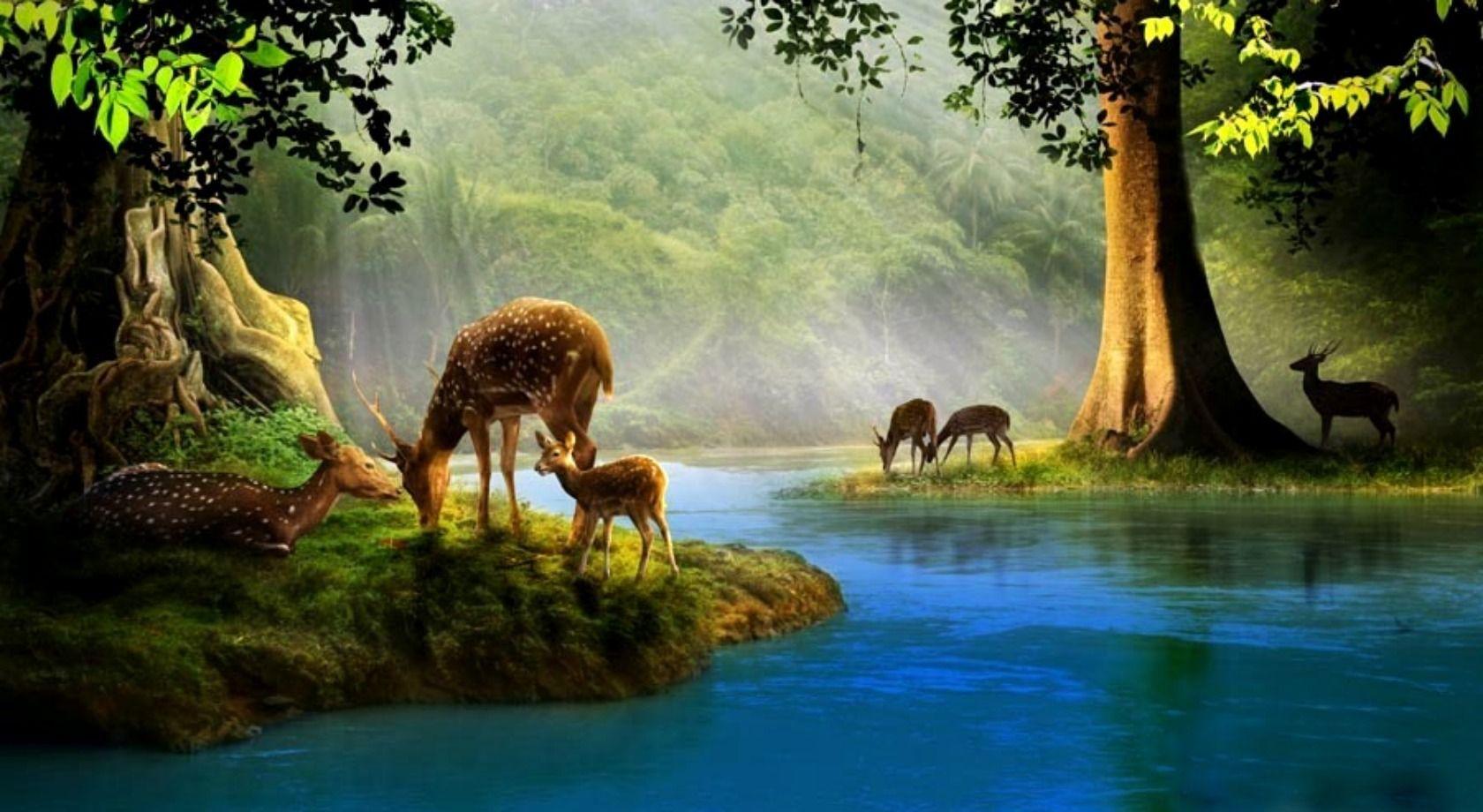 1680x920 Deer Wallpaper