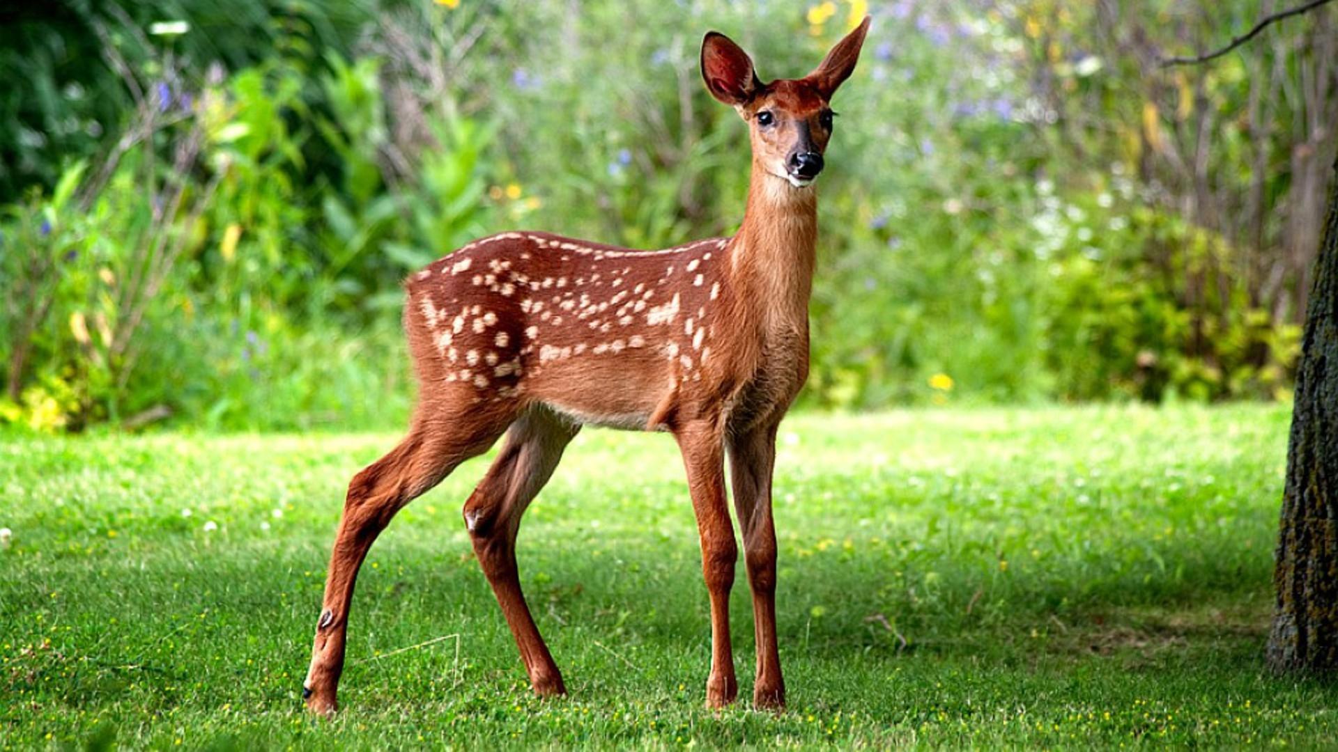 1920x1080 Baby Deer Wallpaper HD 38519. Best Free Desktop HD Wallpaper