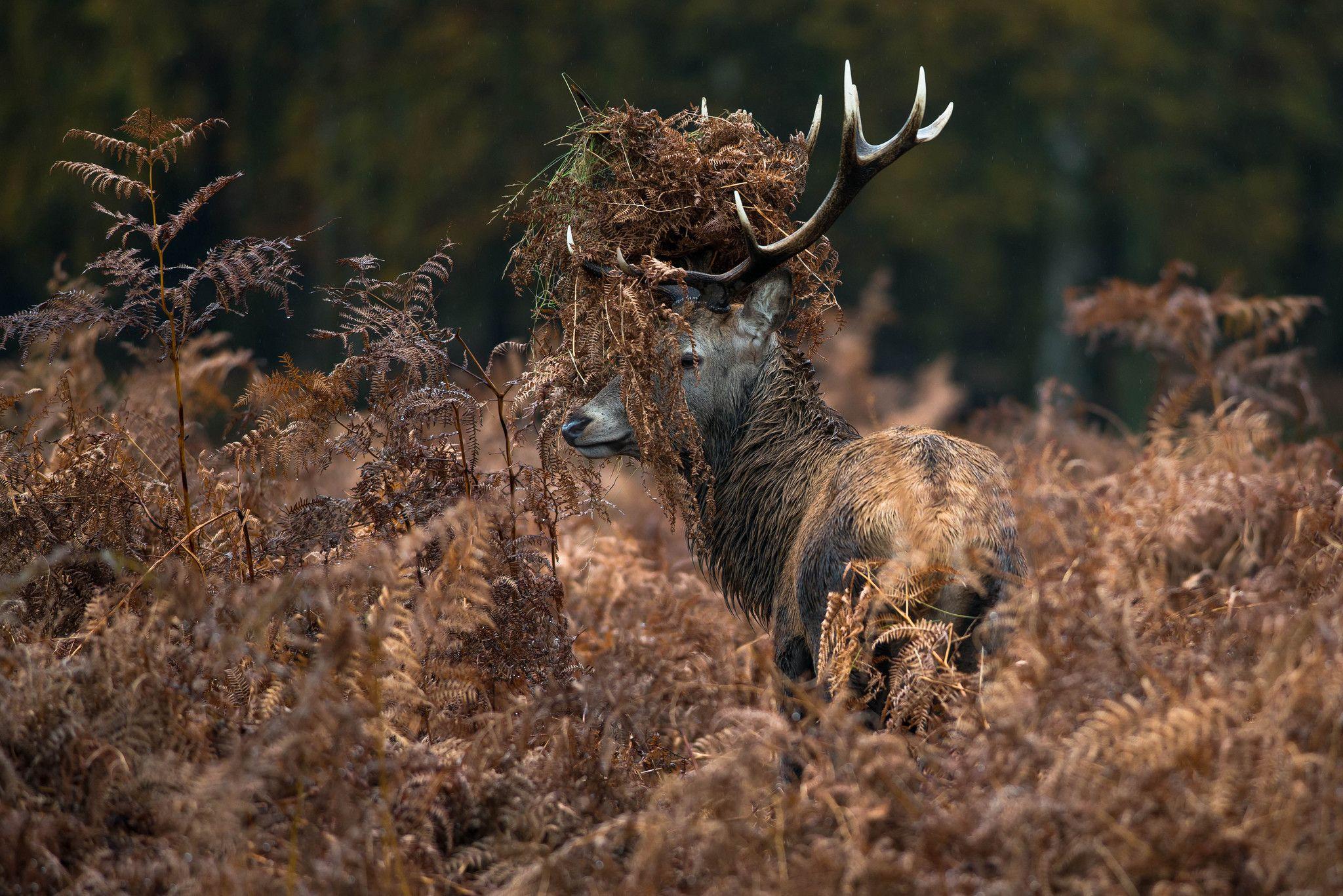 2048x1367 Whitetail Deer Desktop Background