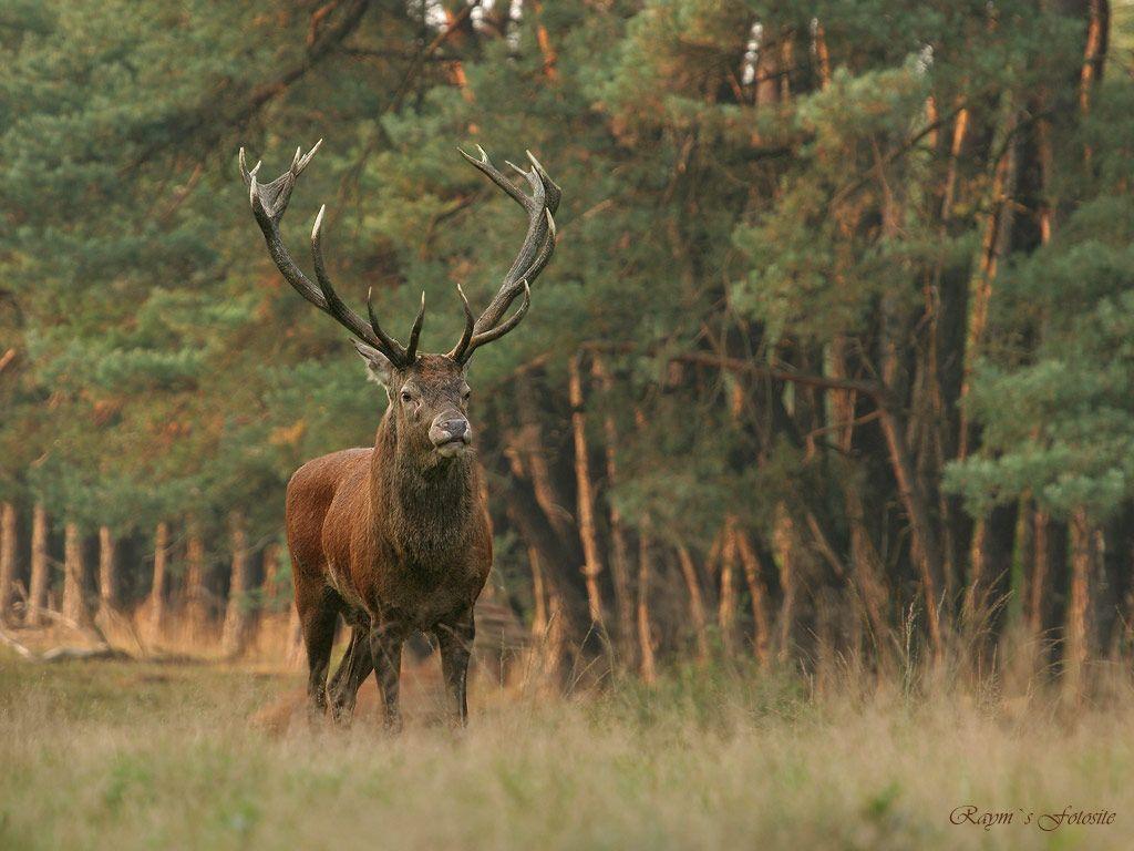1024x768 Buck Deer Desktop Wallpaper