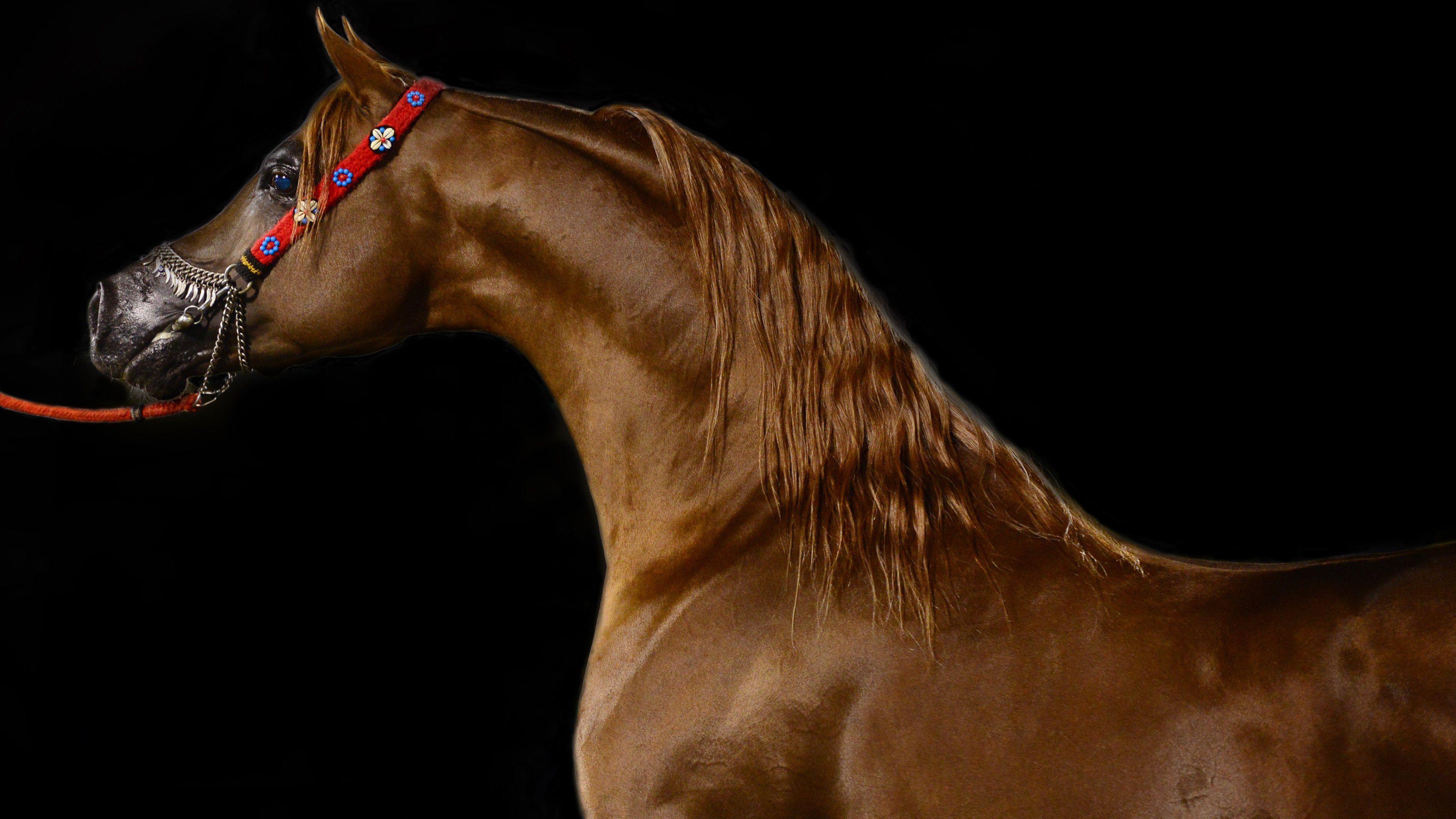 3840x2160 Arabian Horse Wallpaper, Picture, Image